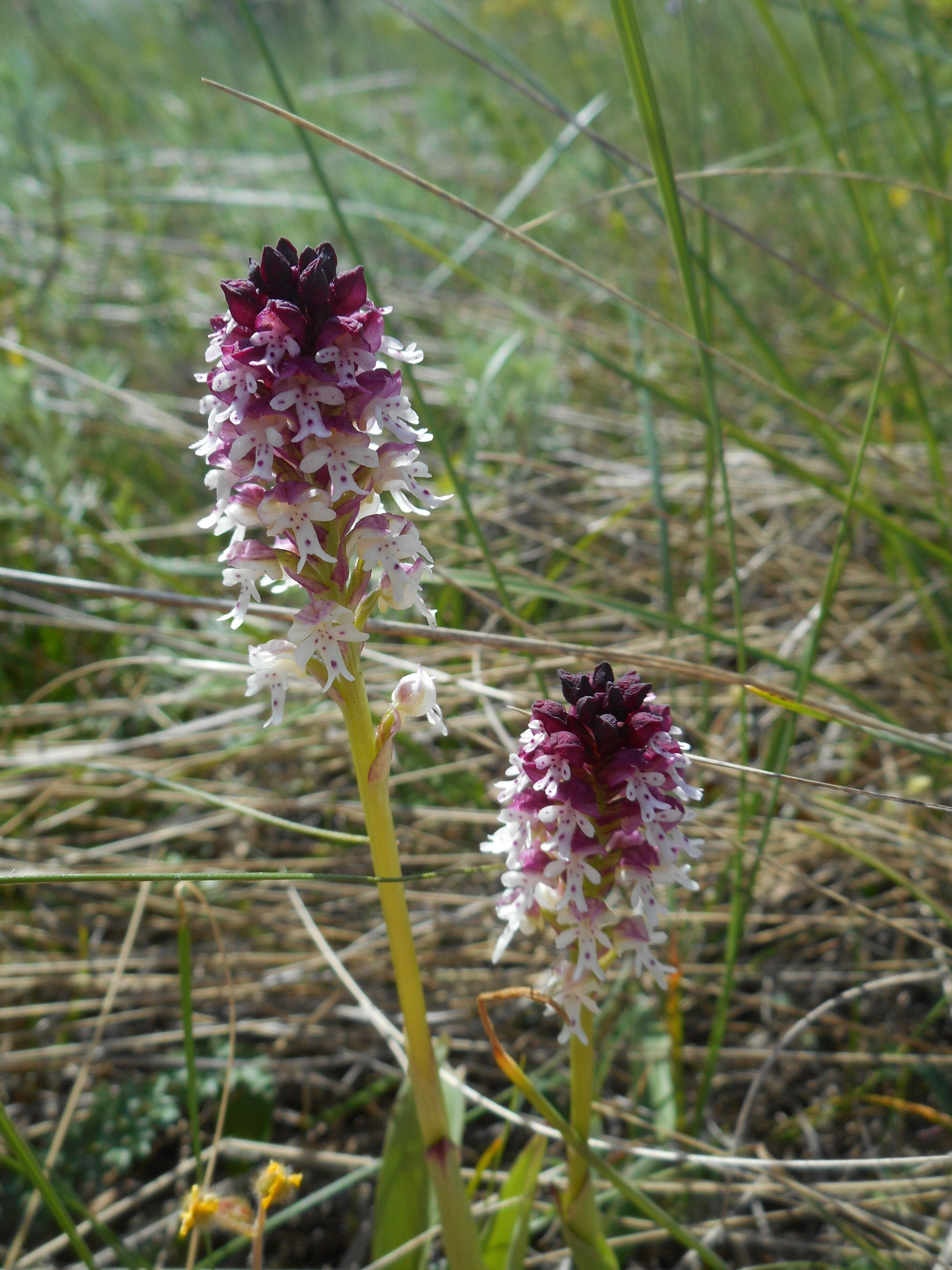 Sömörös kosbor tavaszi alfaj - Orchis ustulata subsp. ustulata 3 (Rippl-Rónai Múzeum CC BY-NC-ND)