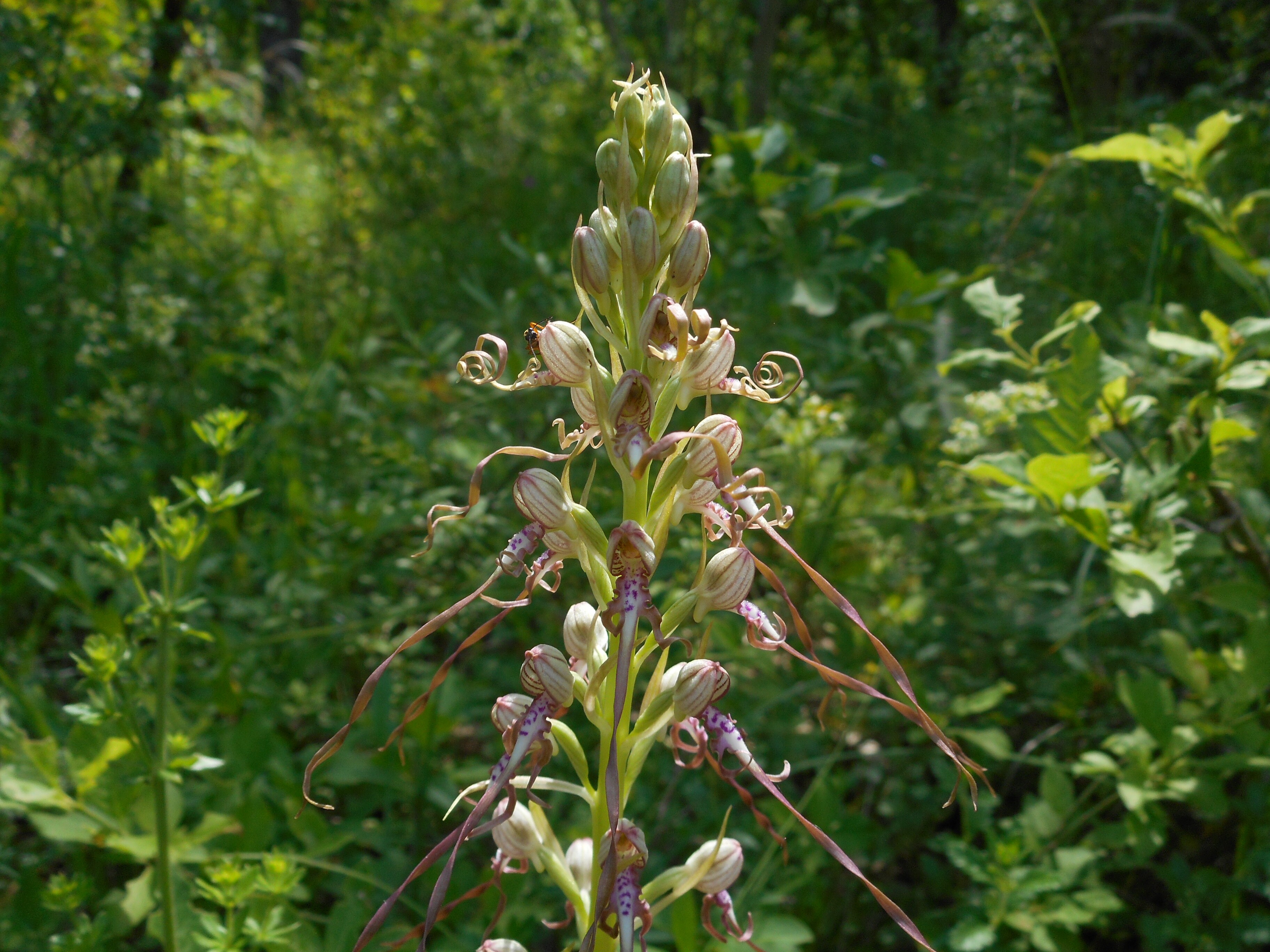 Adriai sallangvirág - Himantoglossum adriaticum (Rippl-Rónai Múzeum CC BY-NC-ND)