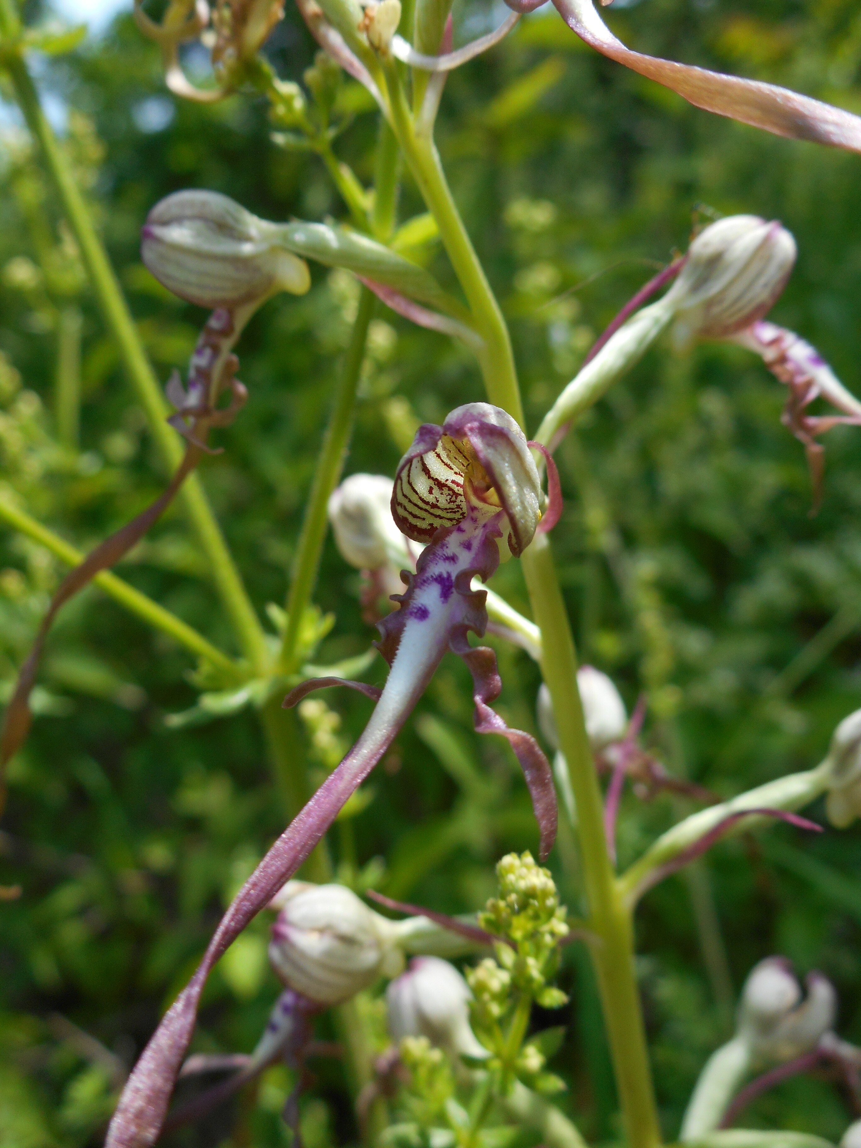 Adriai sallangvirág - Himantoglossum adriaticum 3 (Rippl-Rónai Múzeum CC BY-NC-ND)