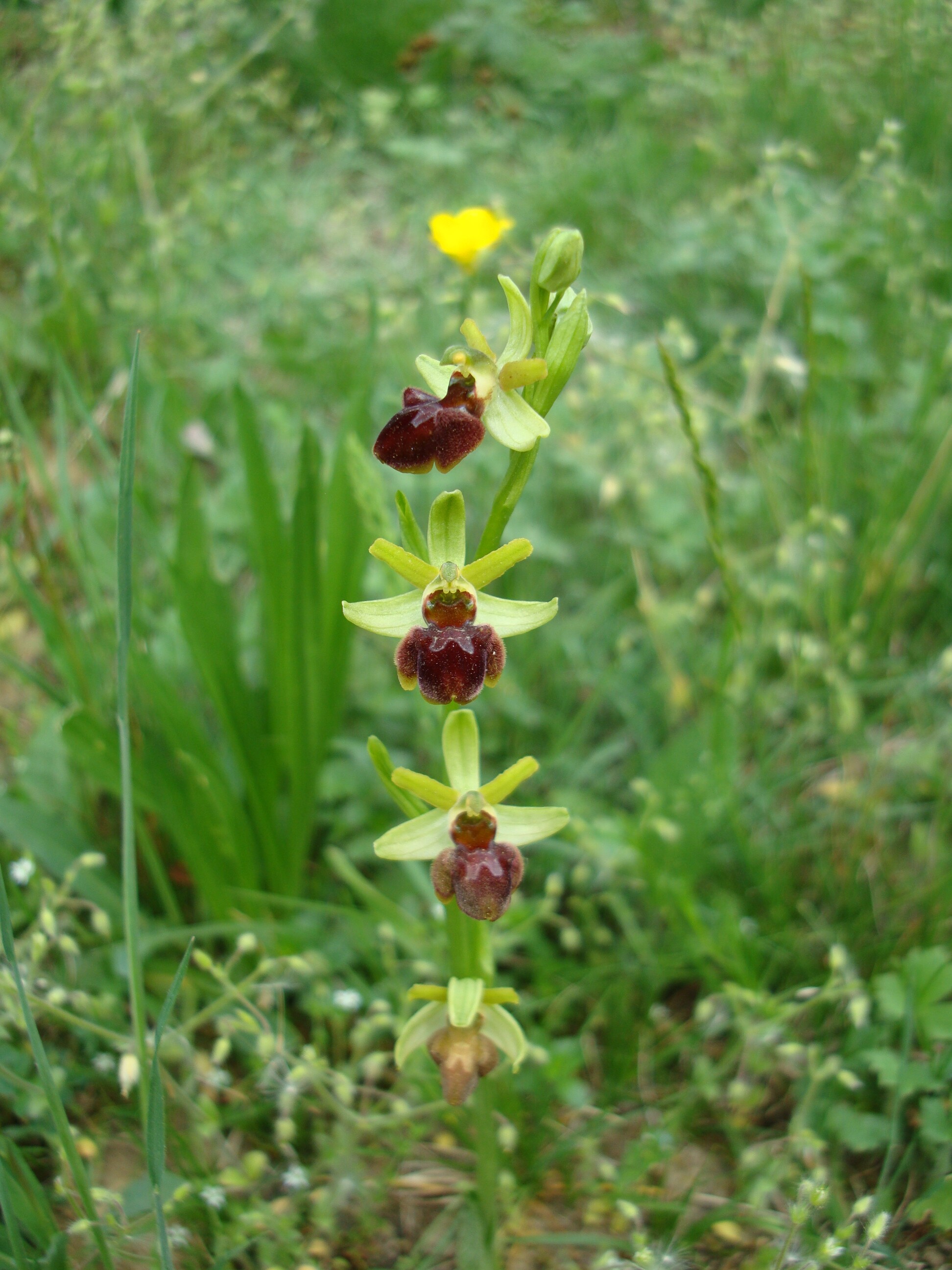 Pókbangó - Ophrys sphegodes (Rippl-Rónai Múzeum CC BY-NC-ND)