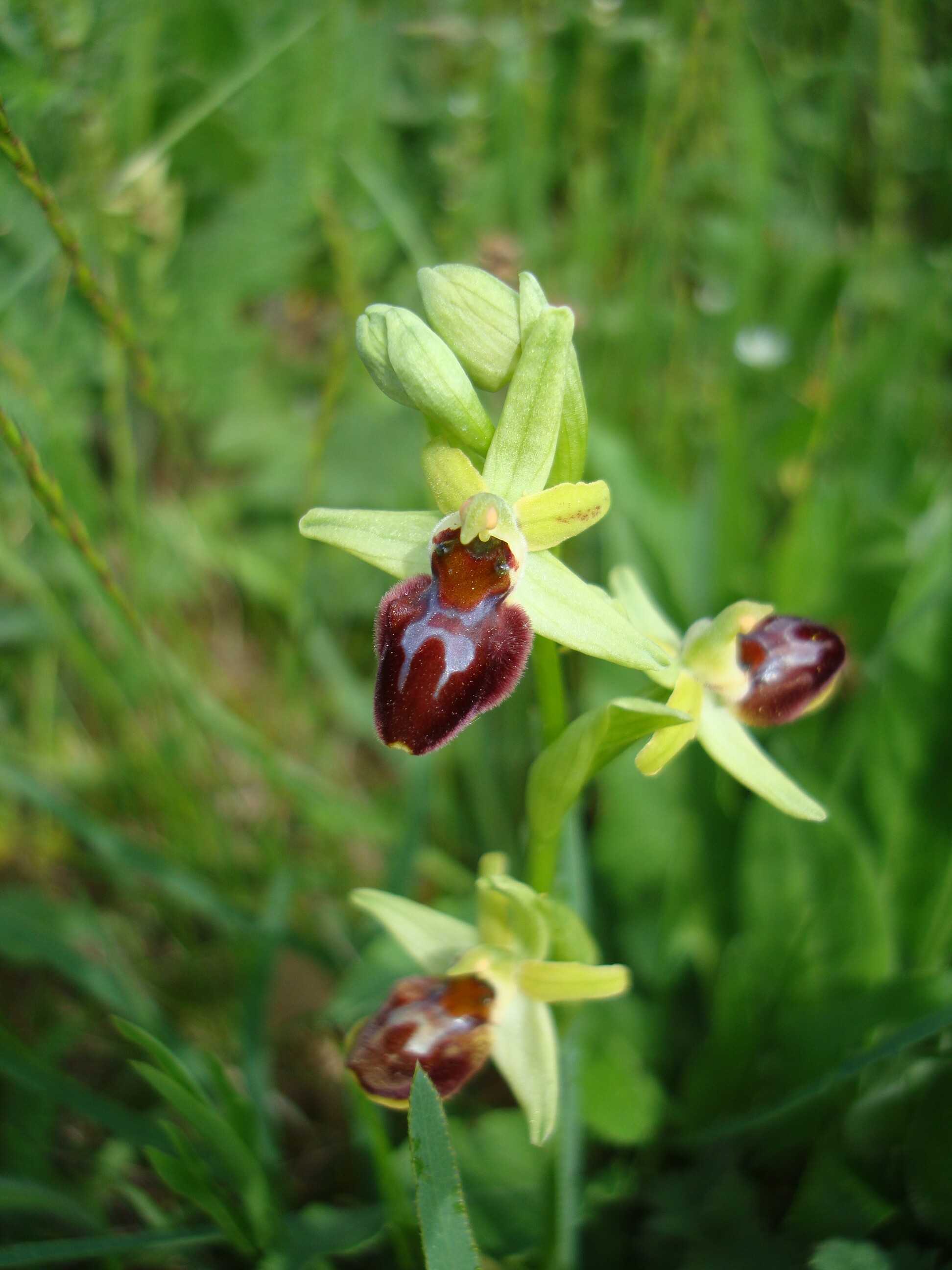Pókbangó - Ophrys sphegodes 2 (Rippl-Rónai Múzeum CC BY-NC-ND)