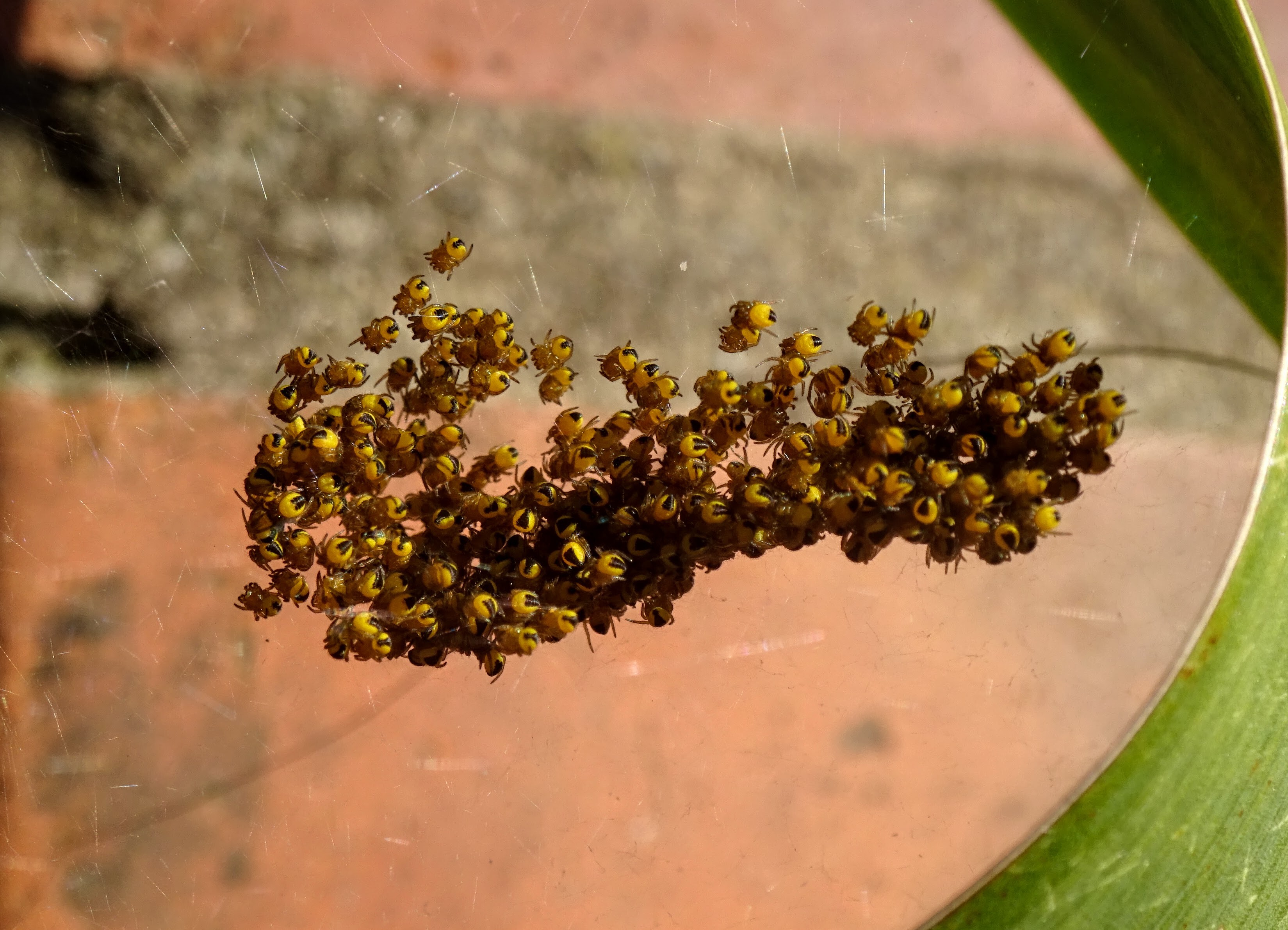 Koronás keresztespók - Araneus diadematus (Rippl-Rónai Múzeum CC BY-NC-ND)
