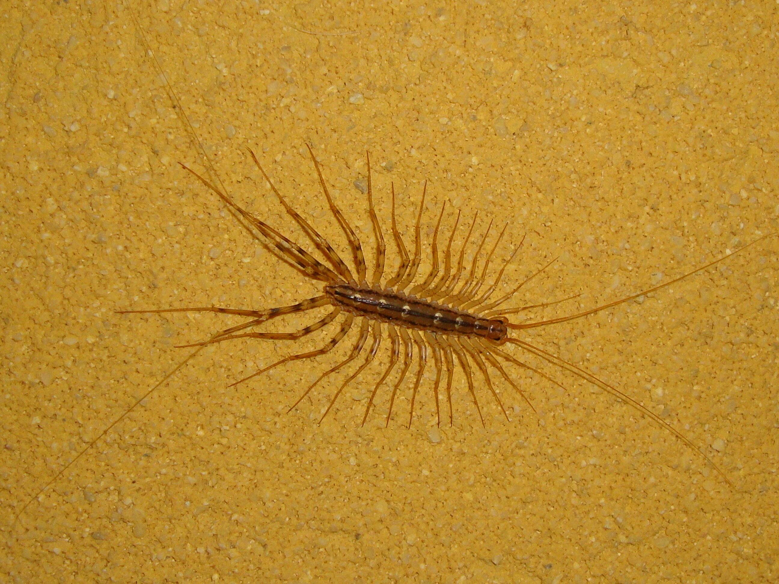 Pókszázlábú - Scutigera coleoptrata (Rippl-Rónai Múzeum CC BY-NC-ND)