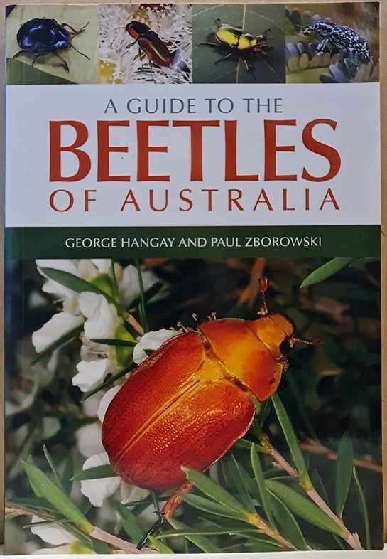 George Hangay; Paul Zborowski: A guide to the Beetles of Australia (Rippl-Rónai Múzeum CC BY-NC-ND)