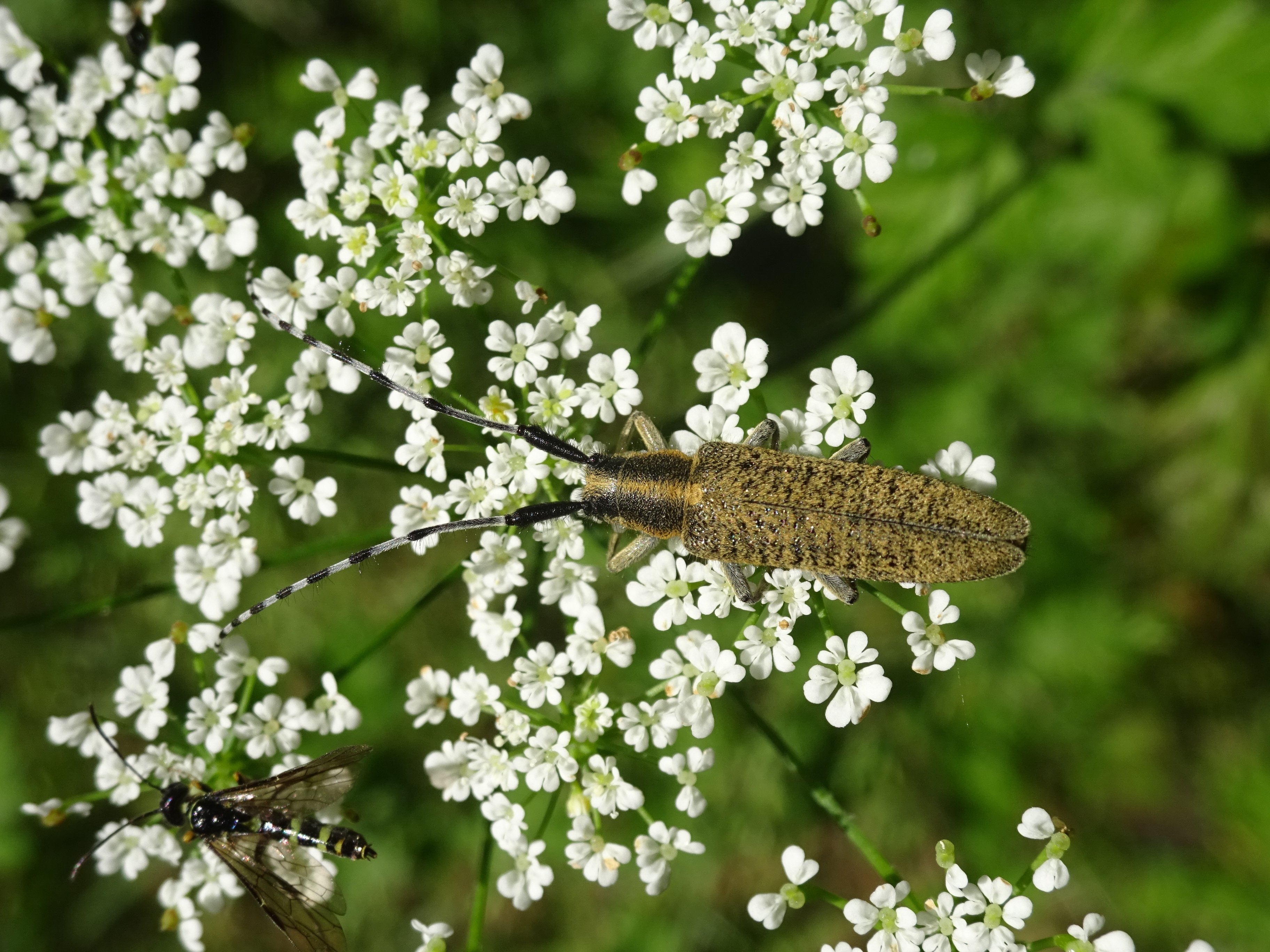 Fehérgyűrűs bogáncscincér - Agapanthia villosoviridescens 2 (Rippl-Rónai Múzeum CC BY-NC-ND)