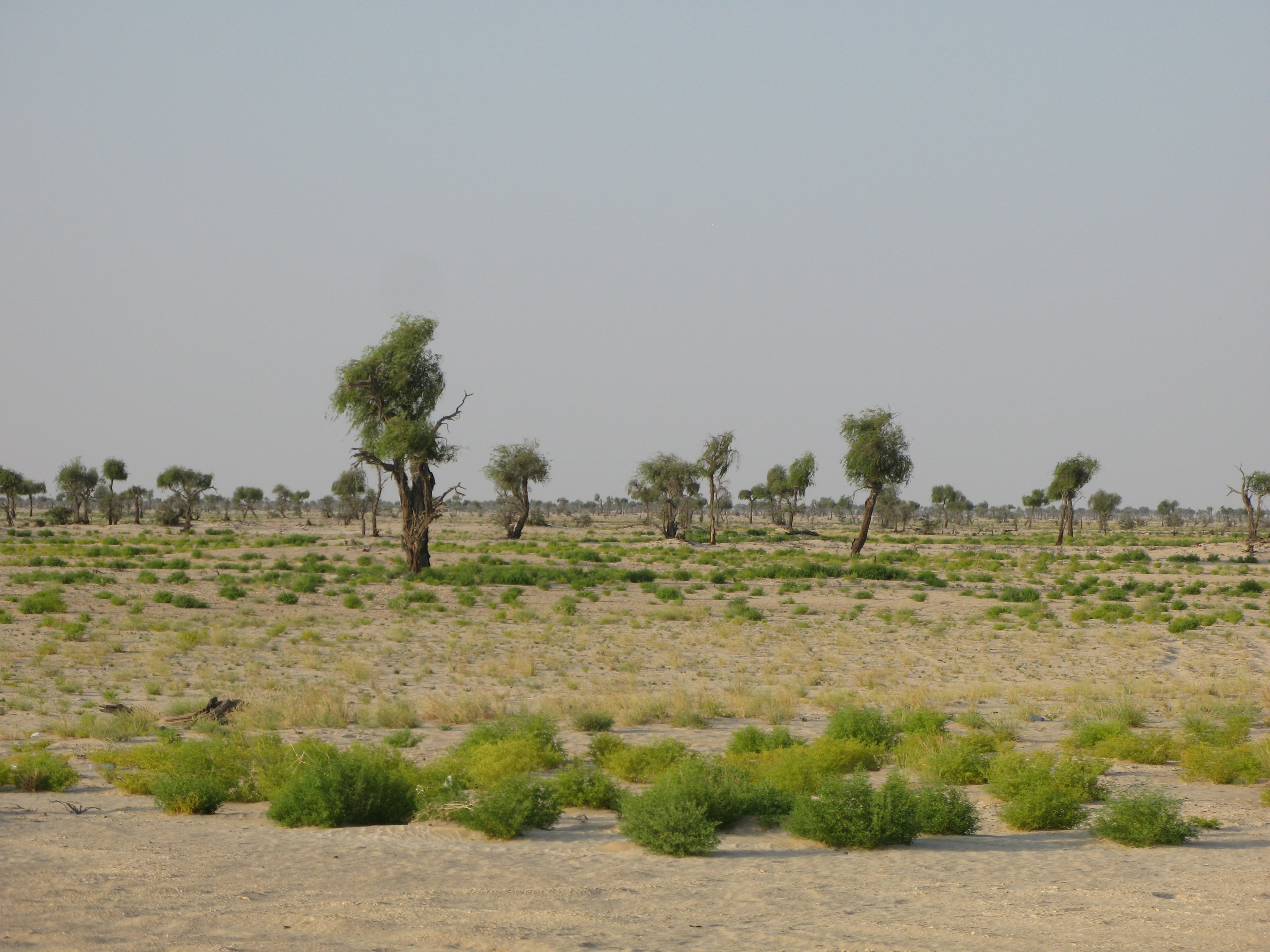 homoksivatag monszun időszak után (Rippl-Rónai Múzeum CC BY-NC-ND)
