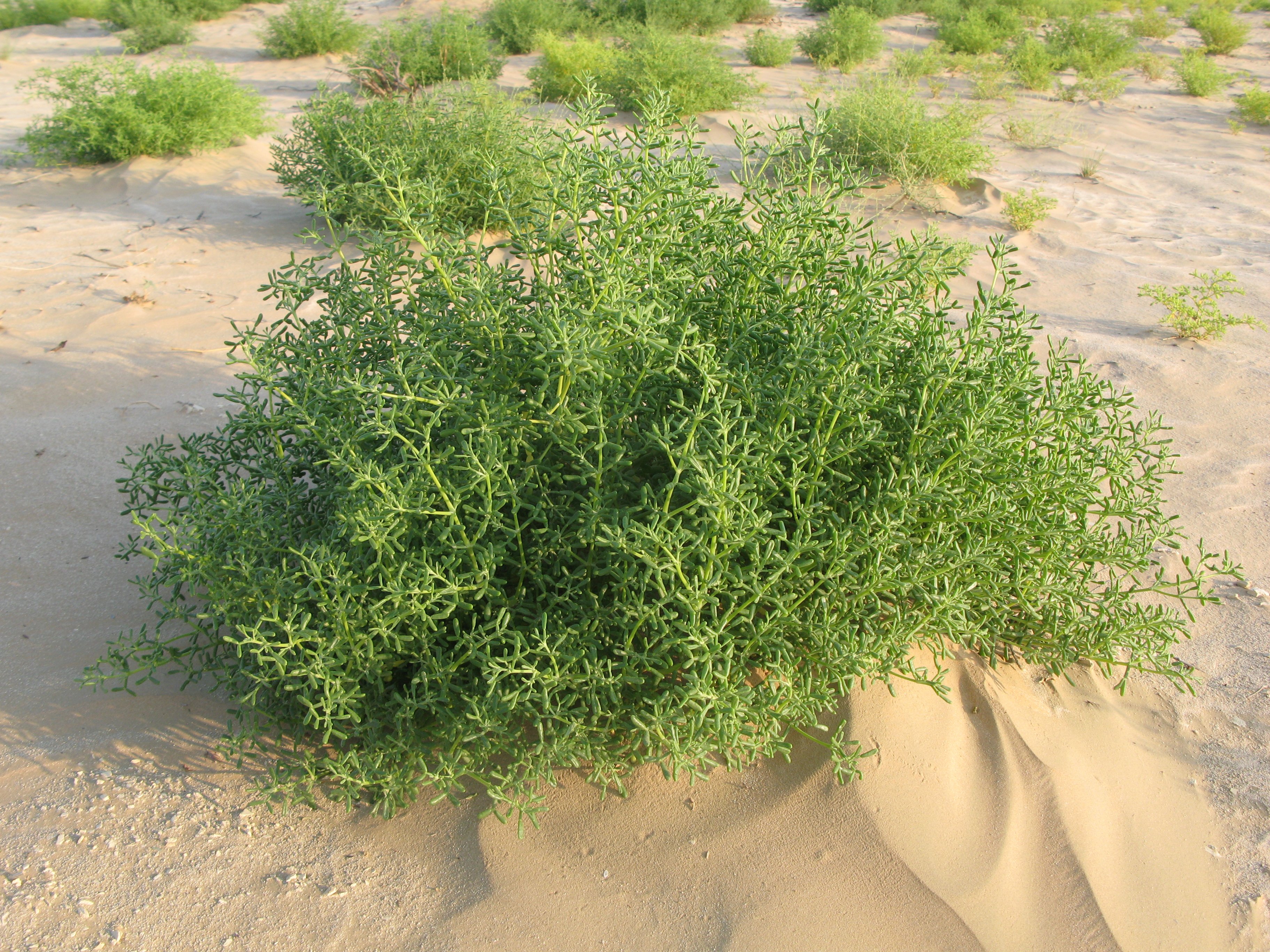 szukkulens a homoksivatagban (Rippl-Rónai Múzeum CC BY-NC-ND)