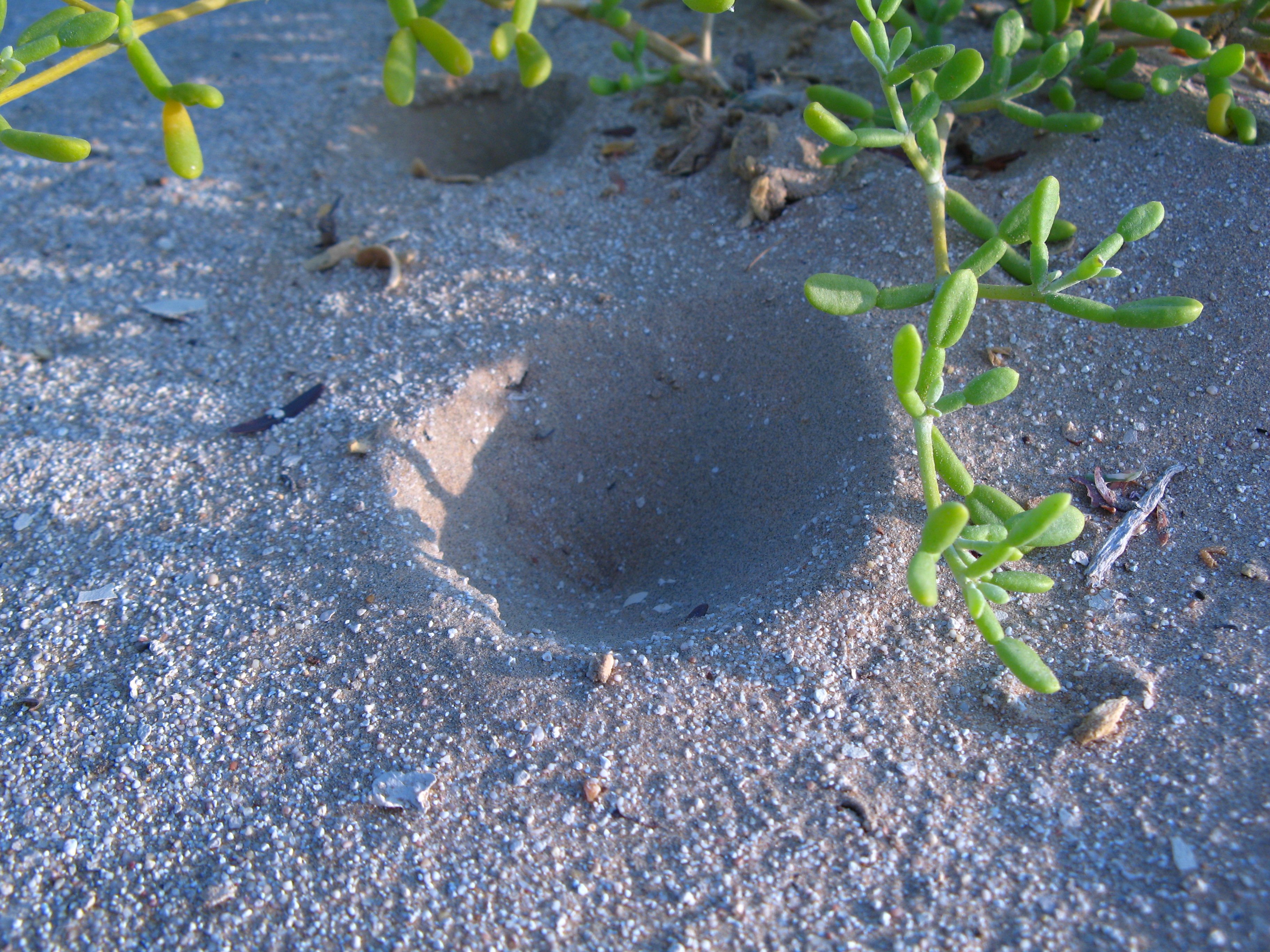 hangyaleső tölcsér a homoksivatagban (Rippl-Rónai Múzeum CC BY-NC-ND)