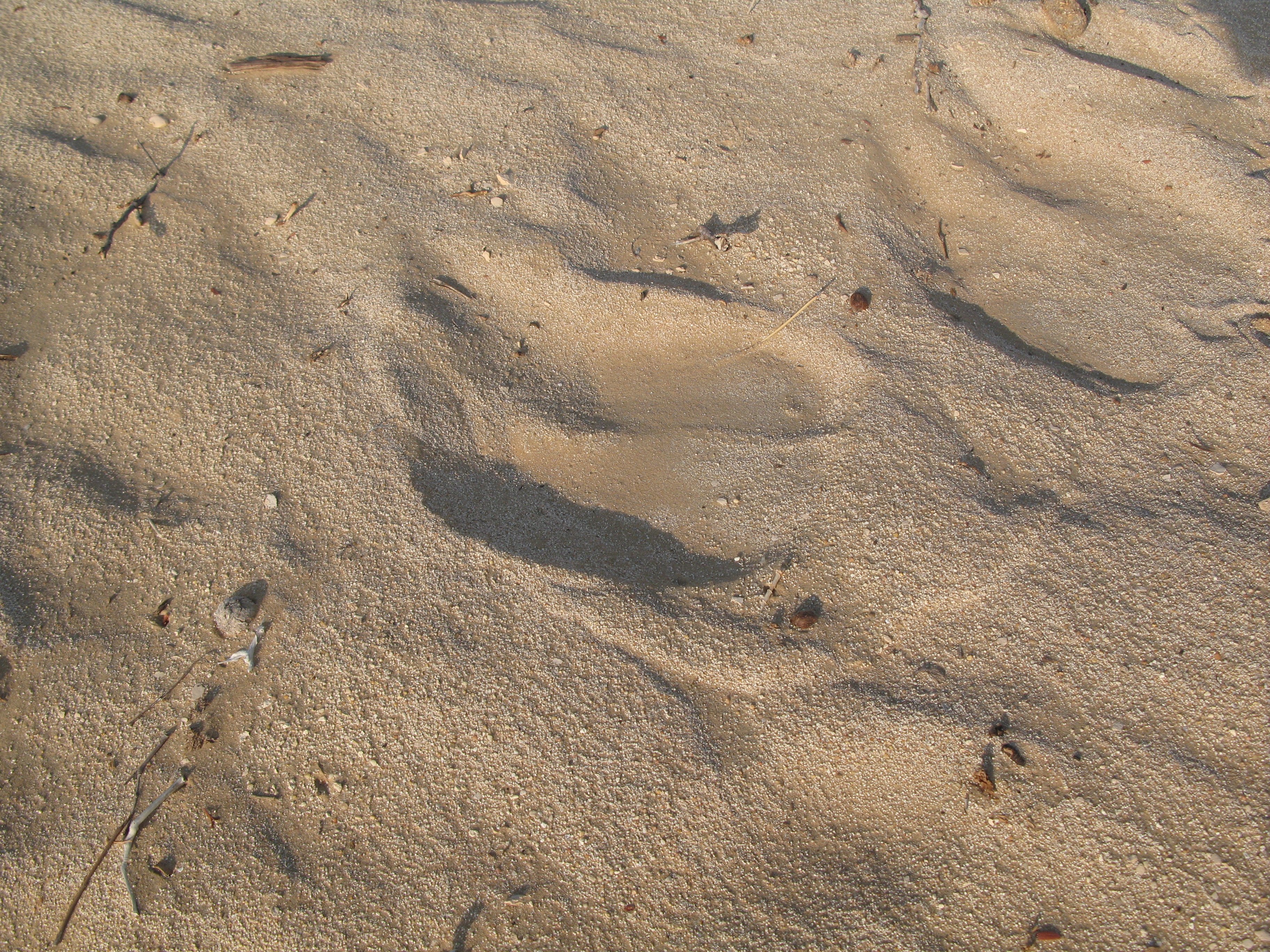 teve lábnyom a sivatagban (Rippl-Rónai Múzeum CC BY-NC-ND)