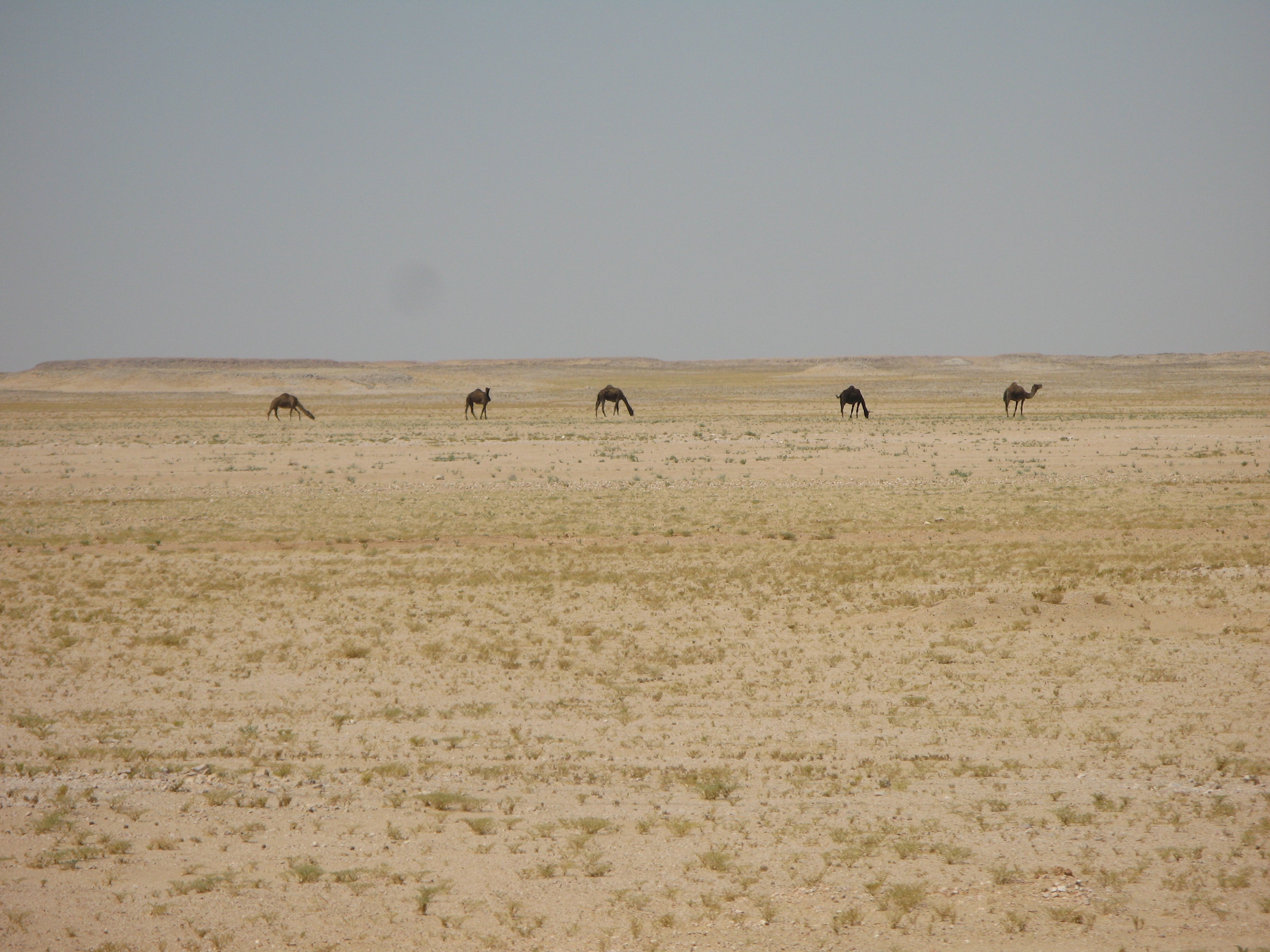 egypupúteve Camelus dromedarius (Rippl-Rónai Múzeum CC BY-NC-ND)