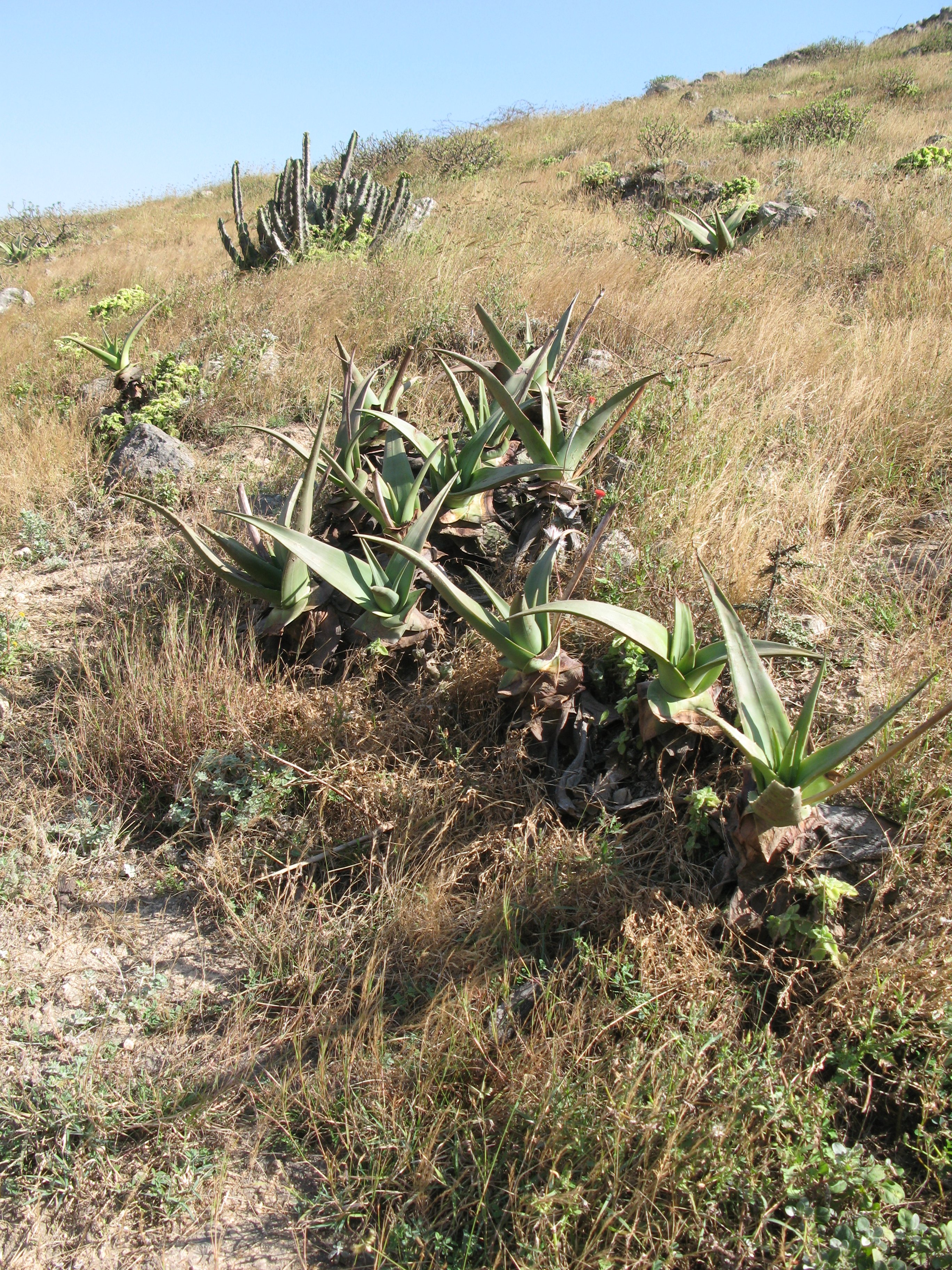 Aloe vera Dhofar-hegység (Rippl-Rónai Múzeum CC BY-NC-ND)