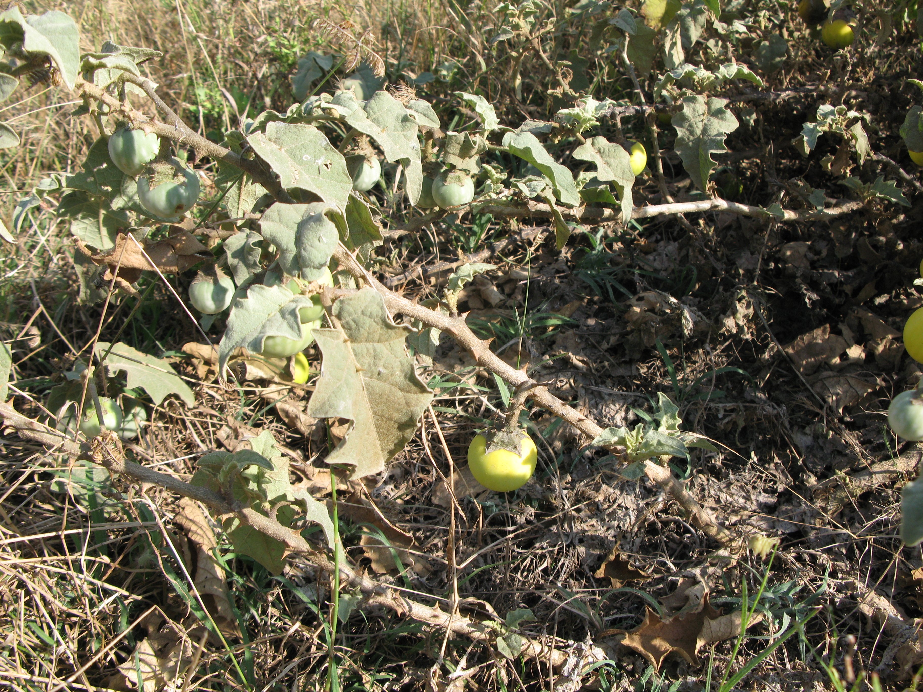 Solanum linaeanum (Rippl-Rónai Múzeum CC BY-NC-ND)