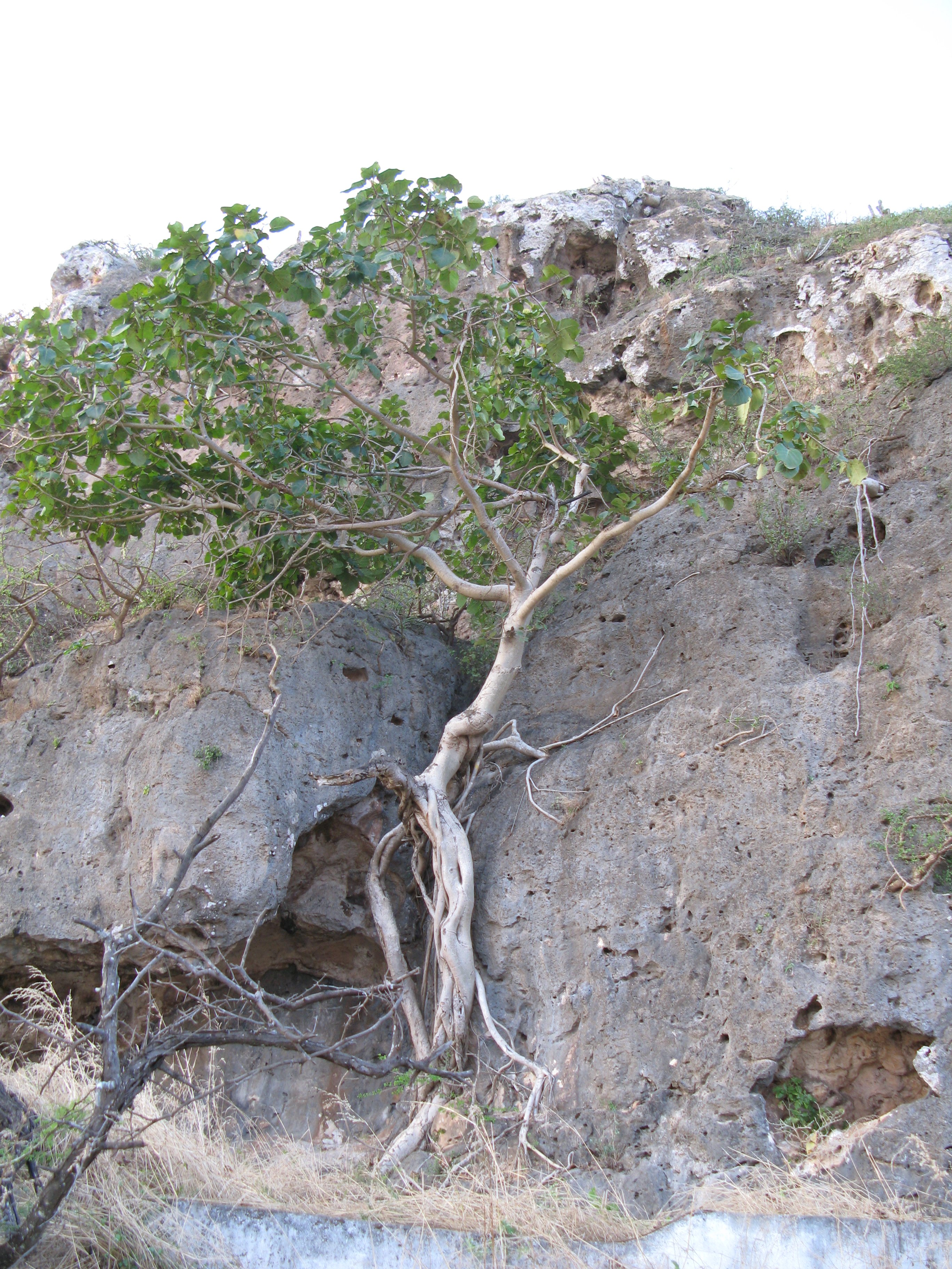 idős Ficus fa (Rippl-Rónai Múzeum CC BY-NC-ND)