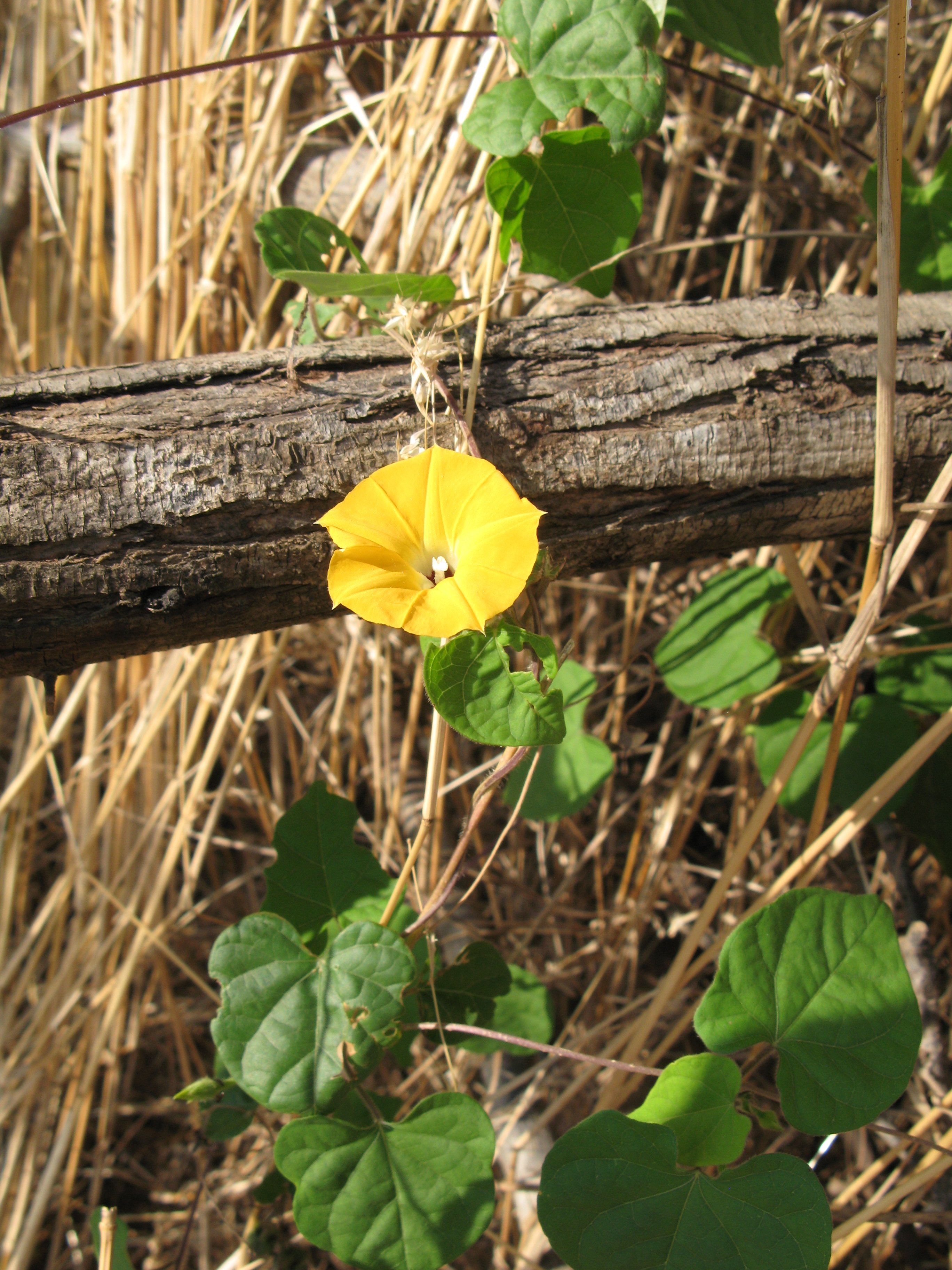 sárga virágú Convolvulus sp. (Rippl-Rónai Múzeum CC BY-NC-ND)