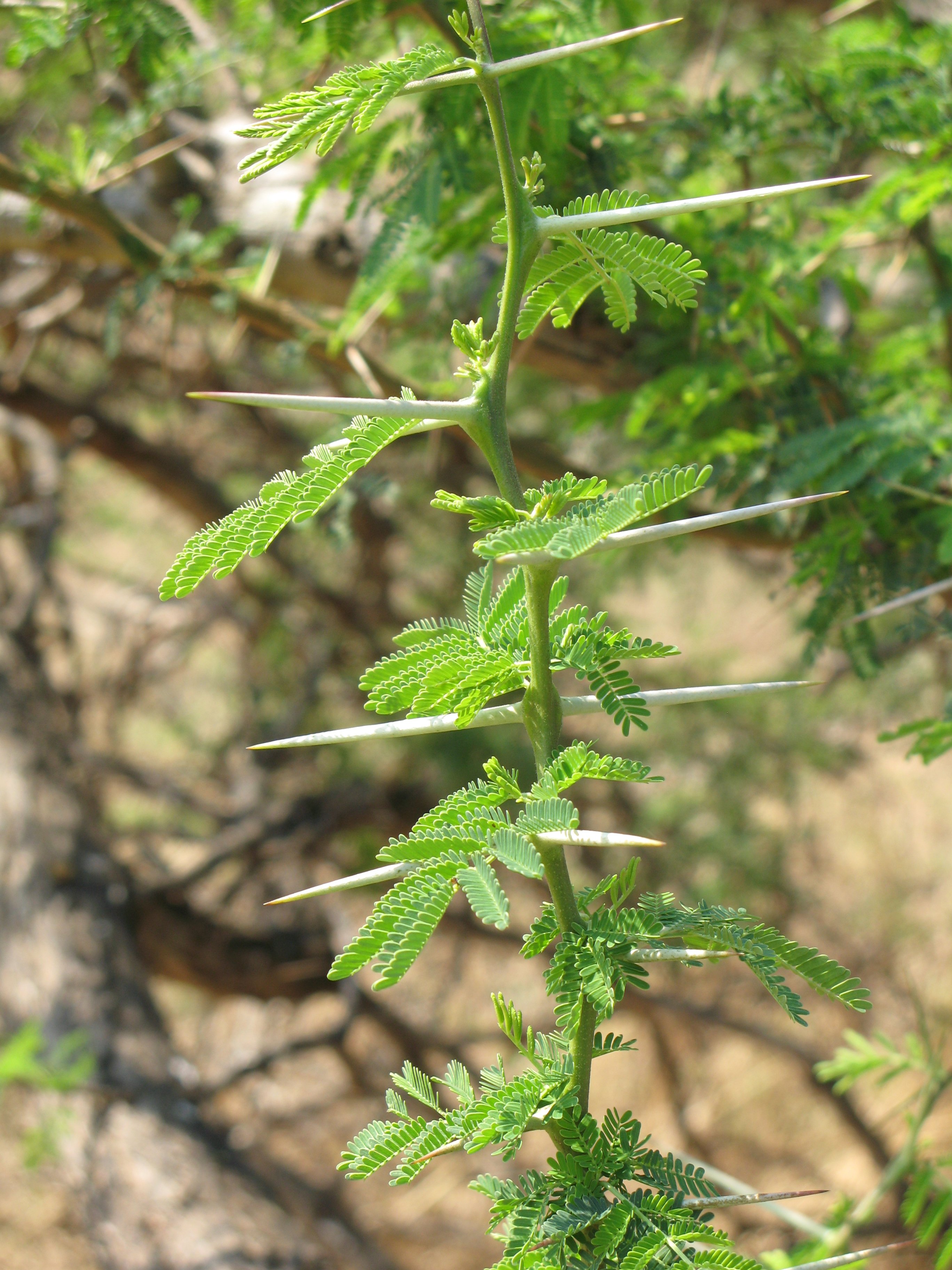 Acacia sp. ága (Rippl-Rónai Múzeum CC BY-NC-ND)