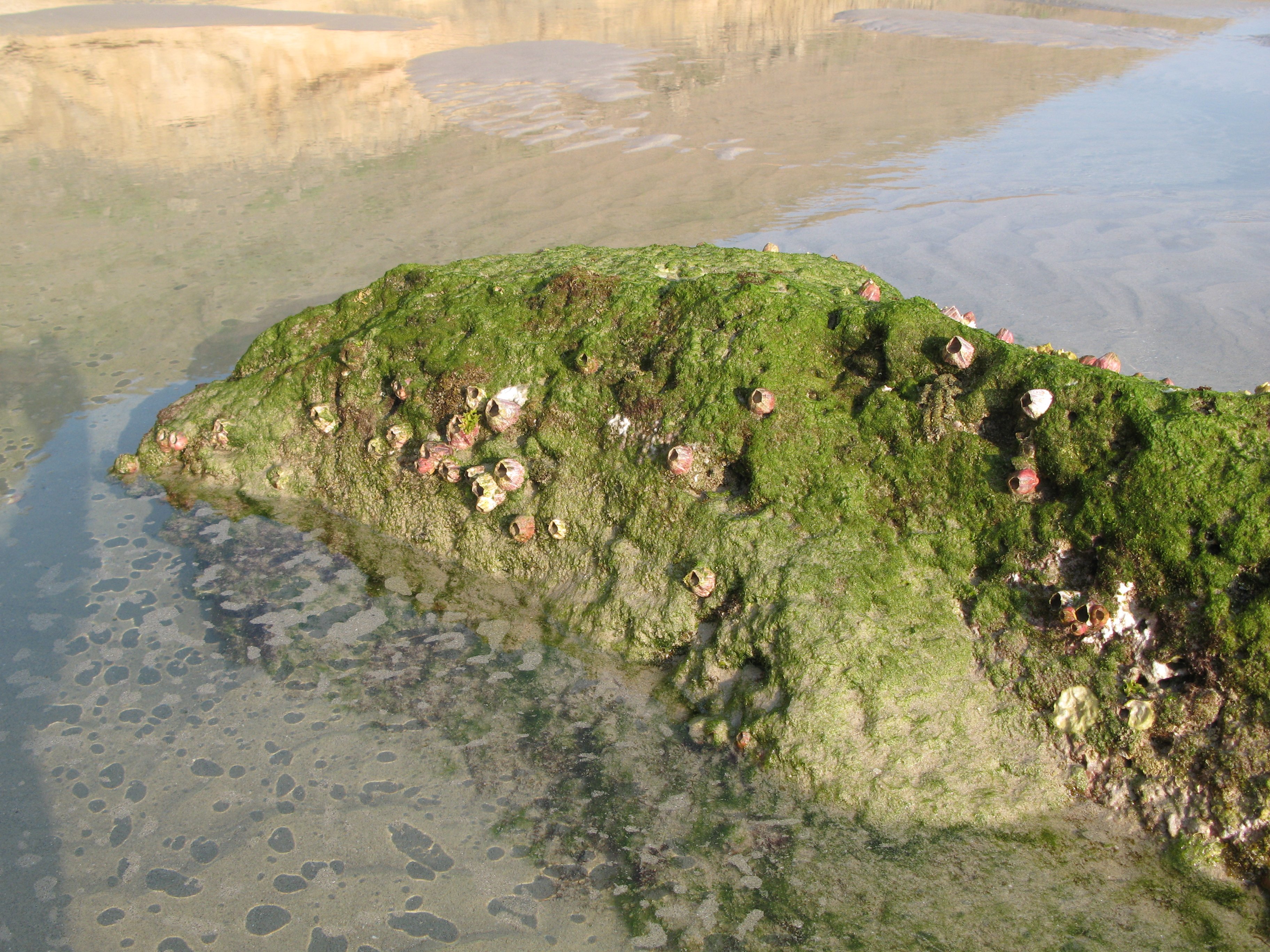 tengeri makkok Mugurah környékén (Rippl-Rónai Múzeum CC BY-NC-ND)