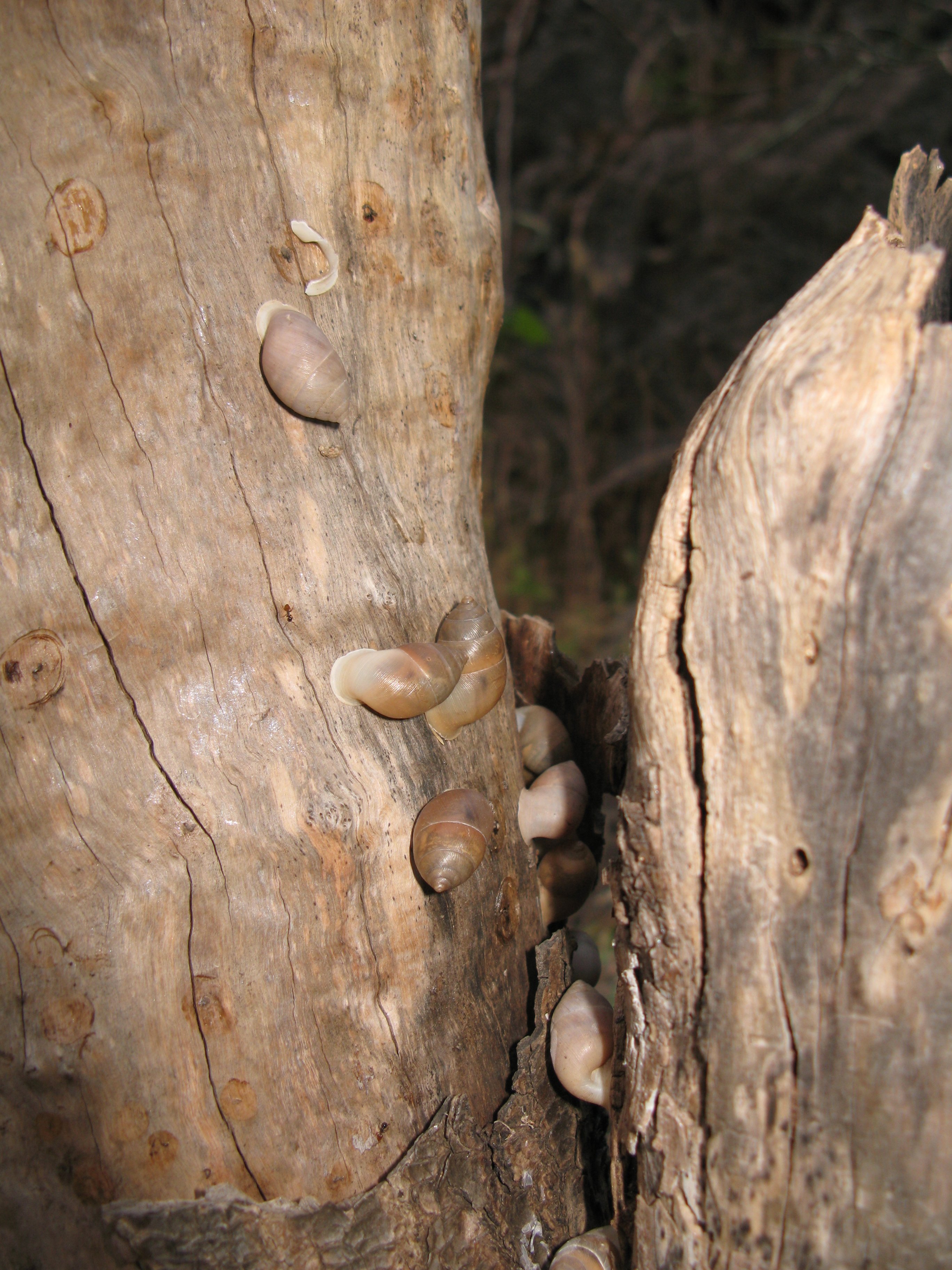 Szárazföldi csiga (Rippl-Rónai Múzeum CC BY-NC-ND)