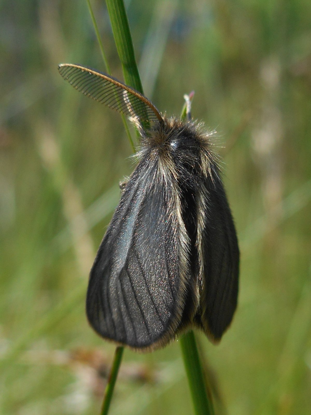 Réti gyapjaslepke - Penthophera morio 2 (Rippl-Rónai Múzeum CC BY-NC-ND)