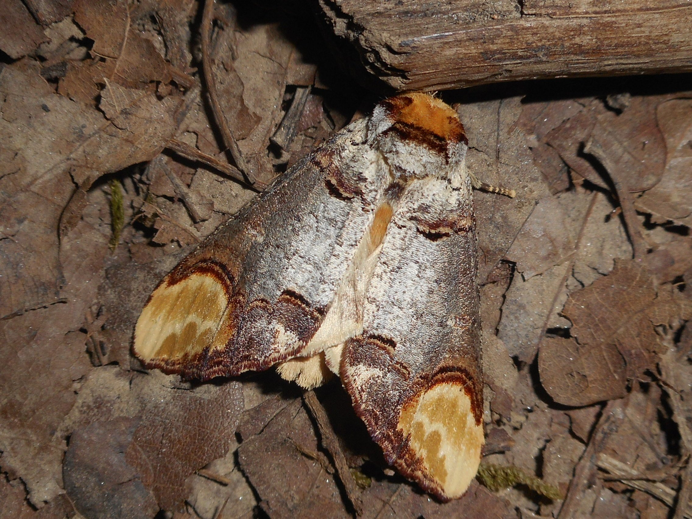 Sárgafoltos púposszövő - Phalera bucephala (Rippl-Rónai Múzeum CC BY-NC-ND)