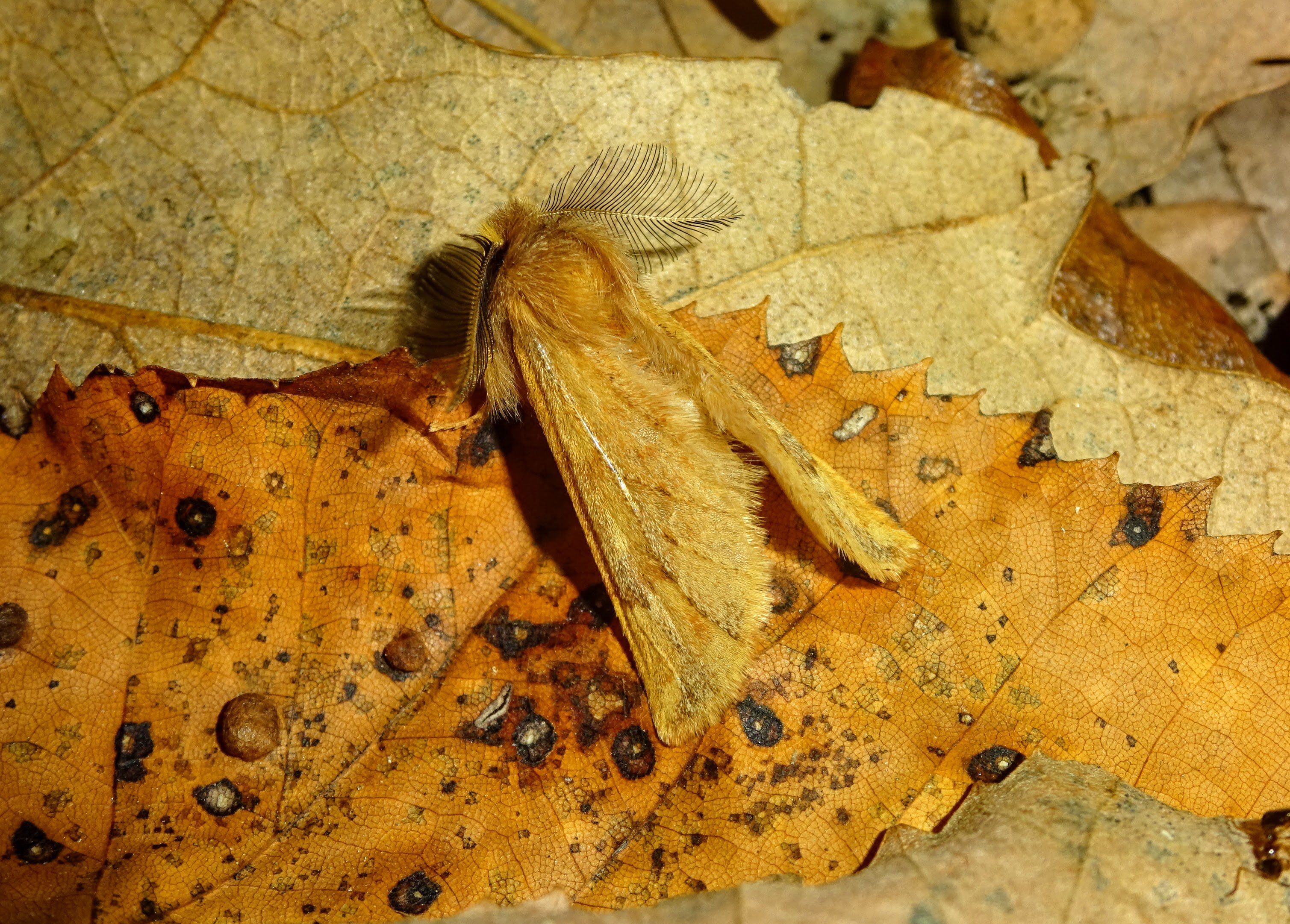 Tollas púposszövő - Ptilophora plumigera (Rippl-Rónai Múzeum CC BY-NC-ND)