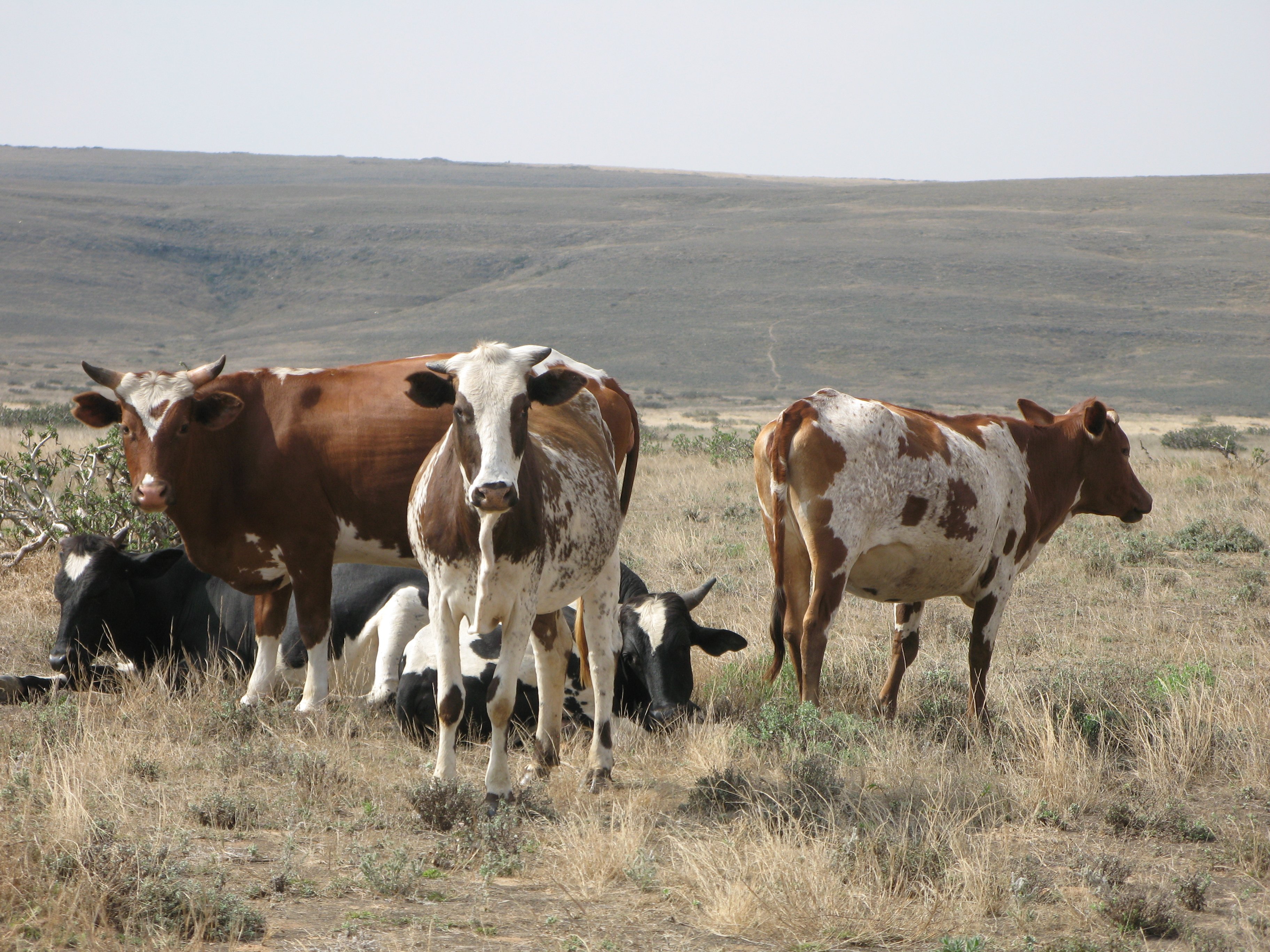 Kistestű tehenek (Rippl-Rónai Múzeum CC BY-NC-ND)