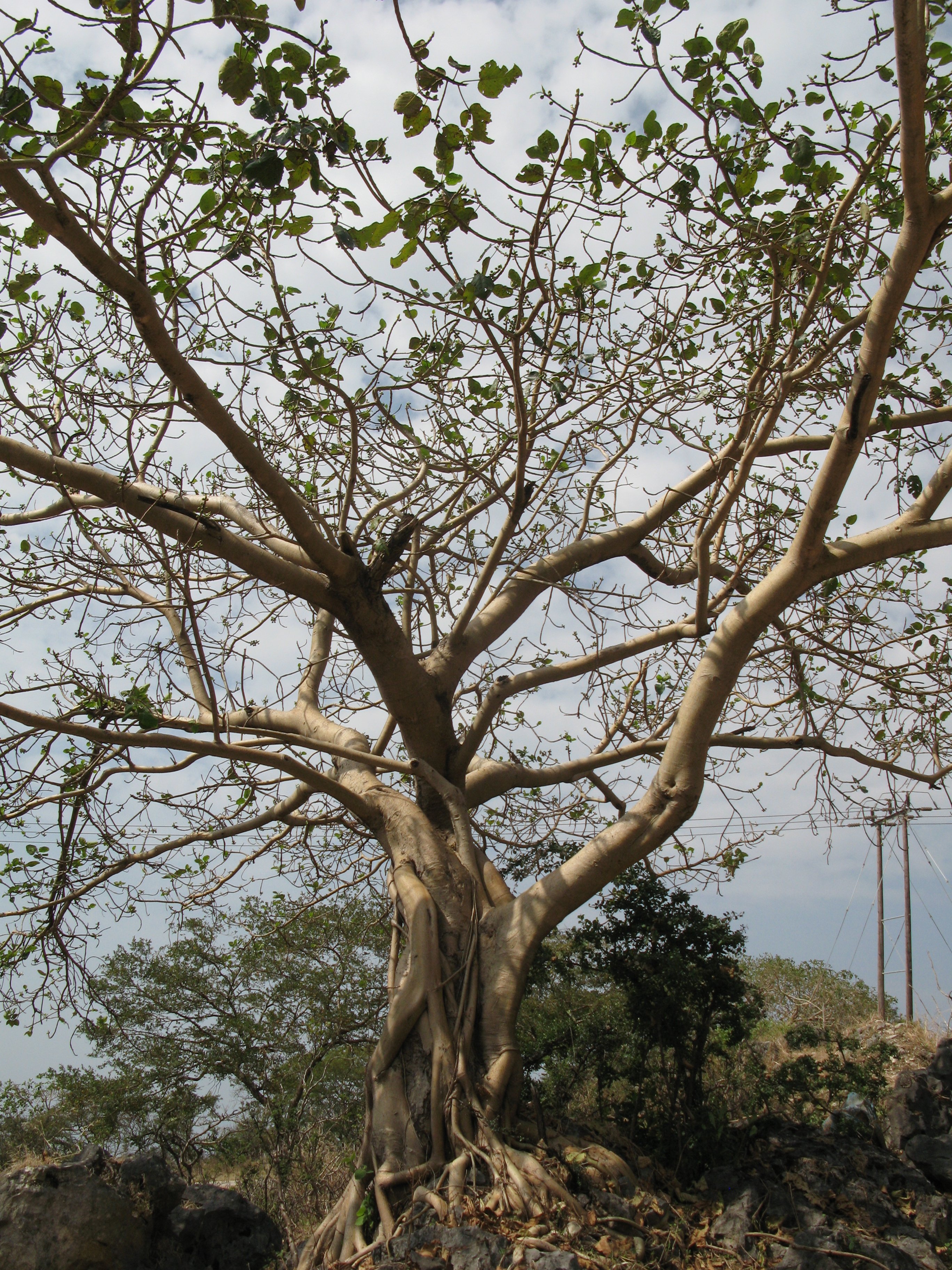 Ficus fa Mugurah (Rippl-Rónai Múzeum CC BY-NC-ND)