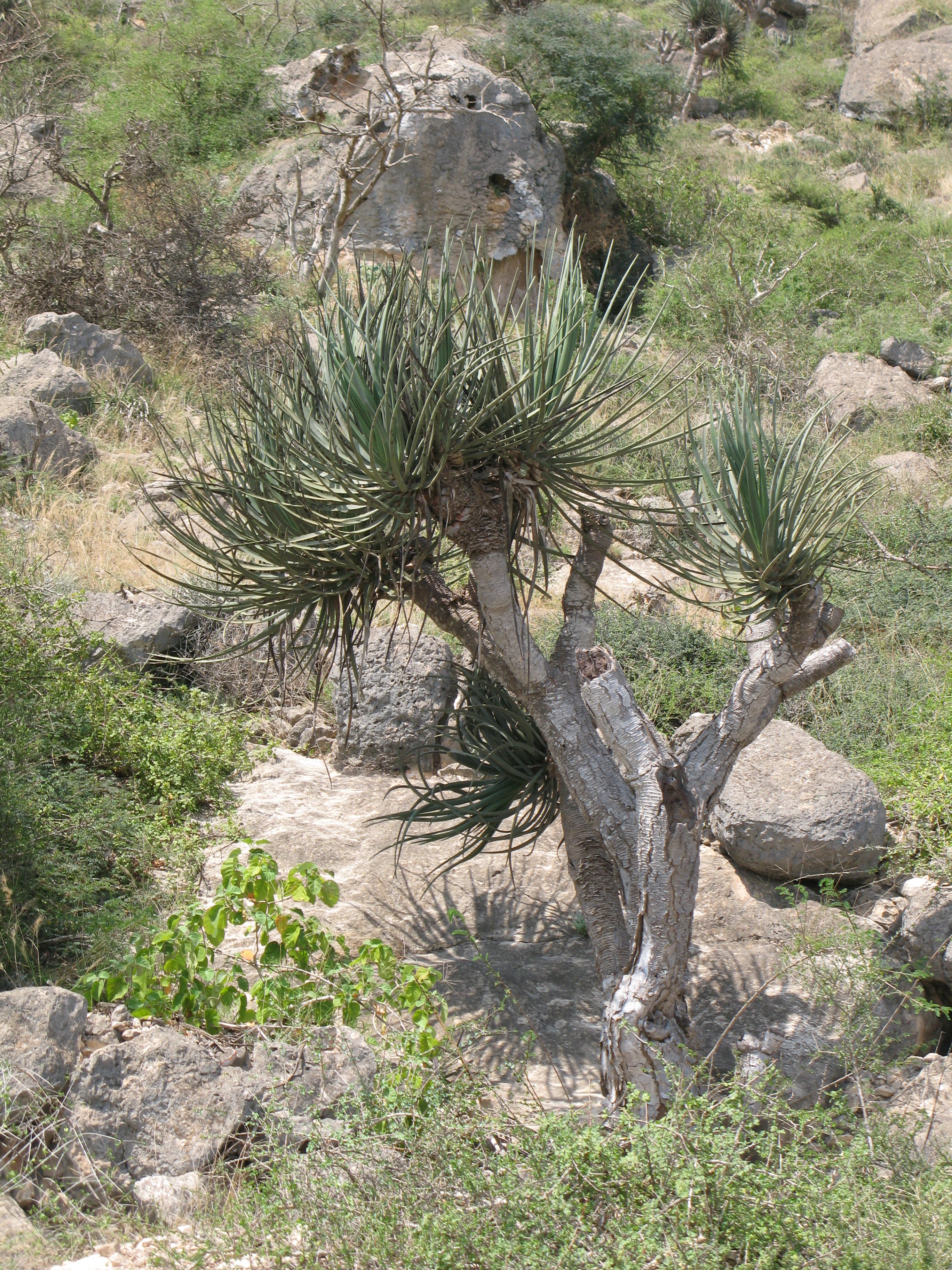 Dracaena serratula (Rippl-Rónai Múzeum CC BY-NC-ND)