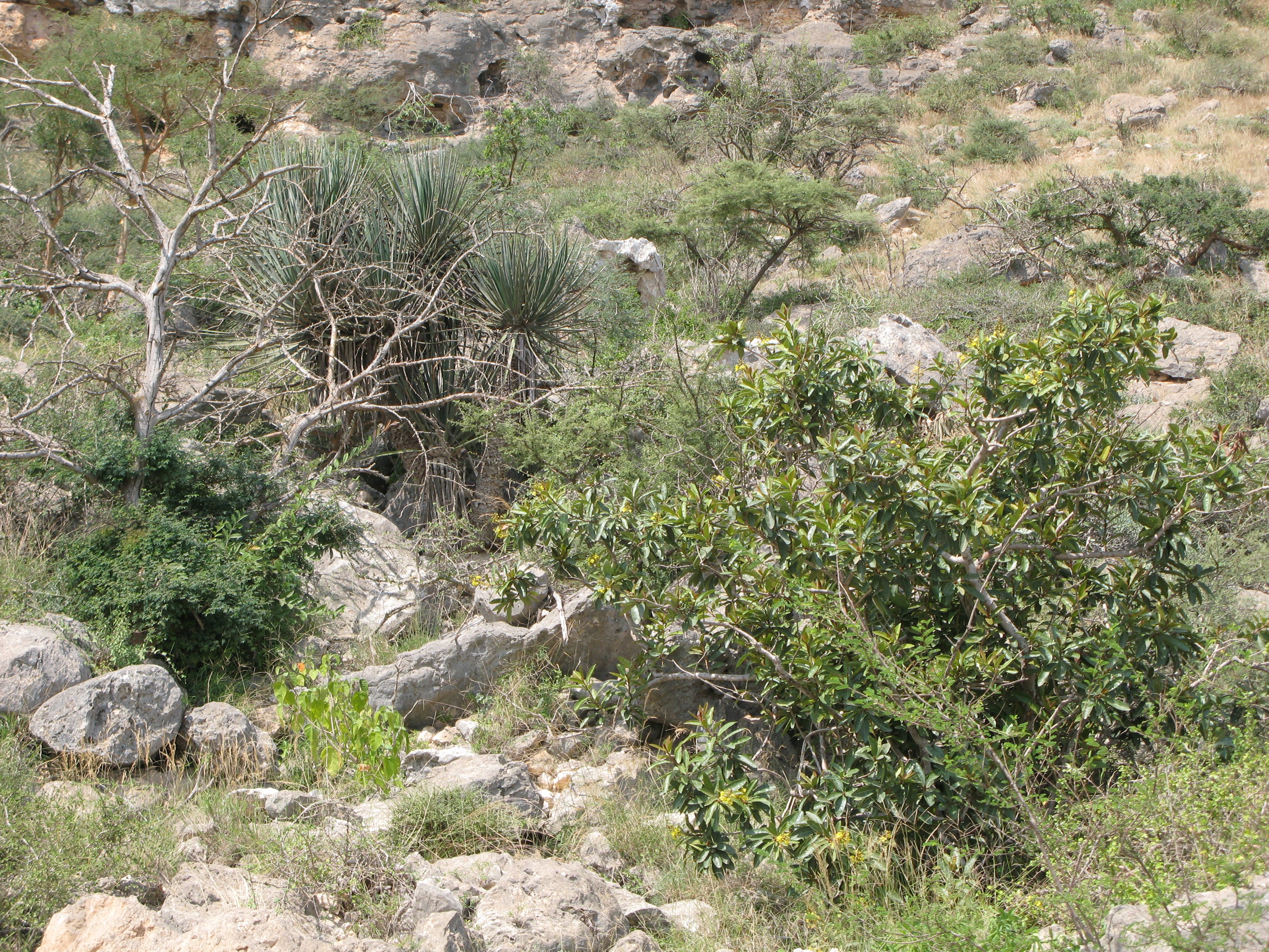 Köderdő Dracaena serratula (Rippl-Rónai Múzeum CC BY-NC-ND)