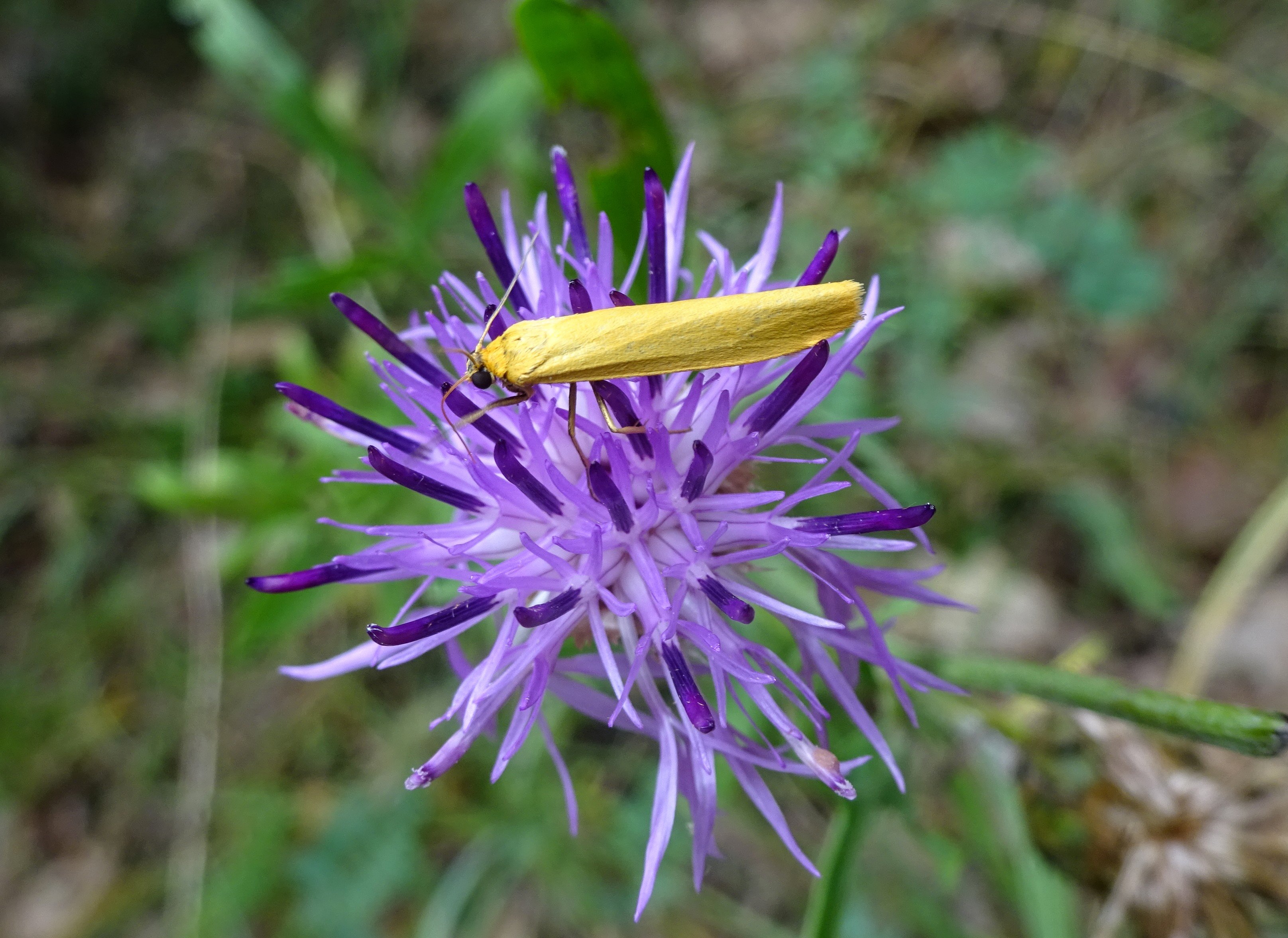 Sárga zuzmószövő - Wittia sororcula (Rippl-Rónai Múzeum CC BY-NC-ND)