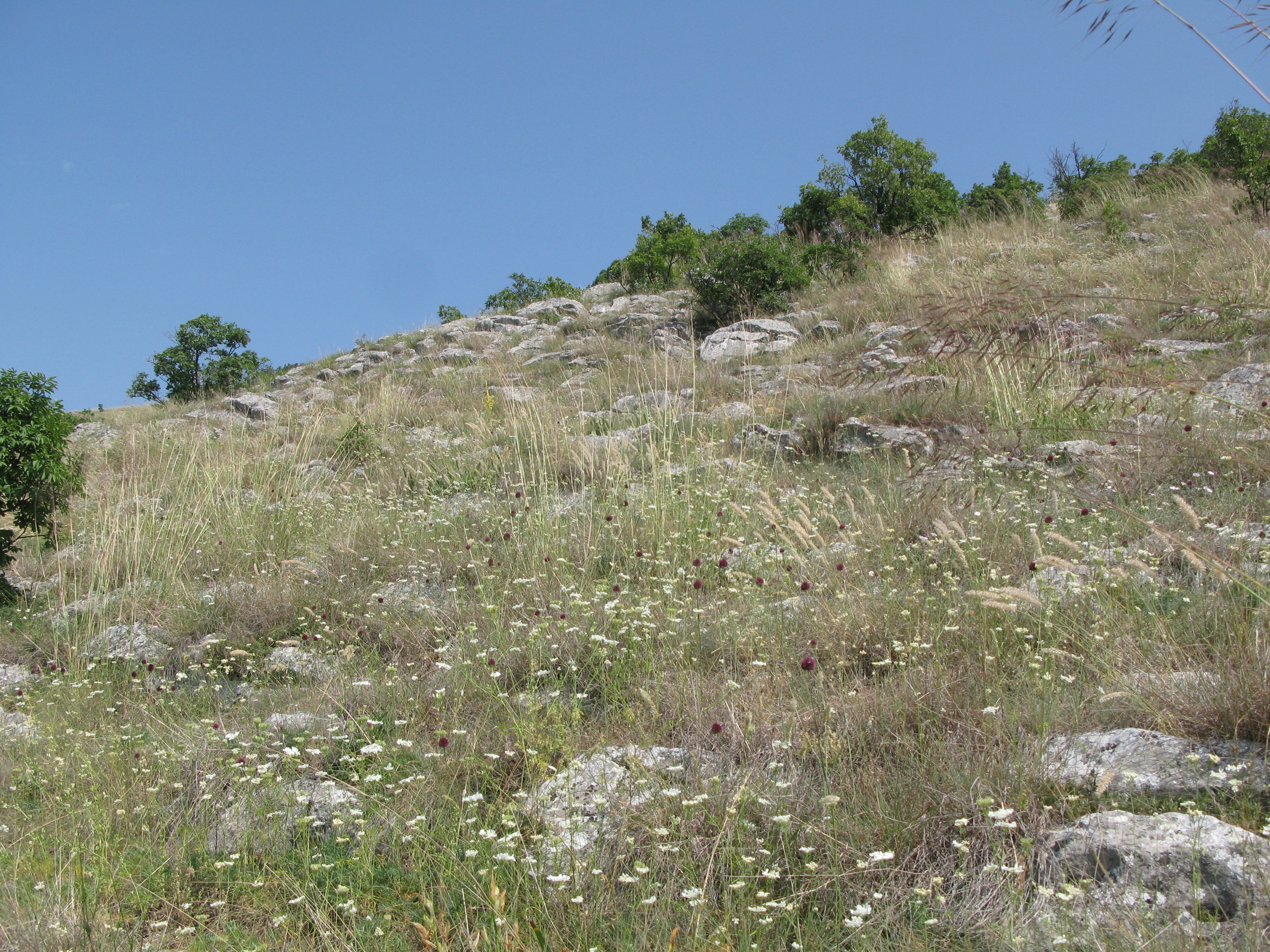 Mészkősziklagyep a Szársomlyón (Rippl-Rónai Múzeum CC BY-NC-ND)