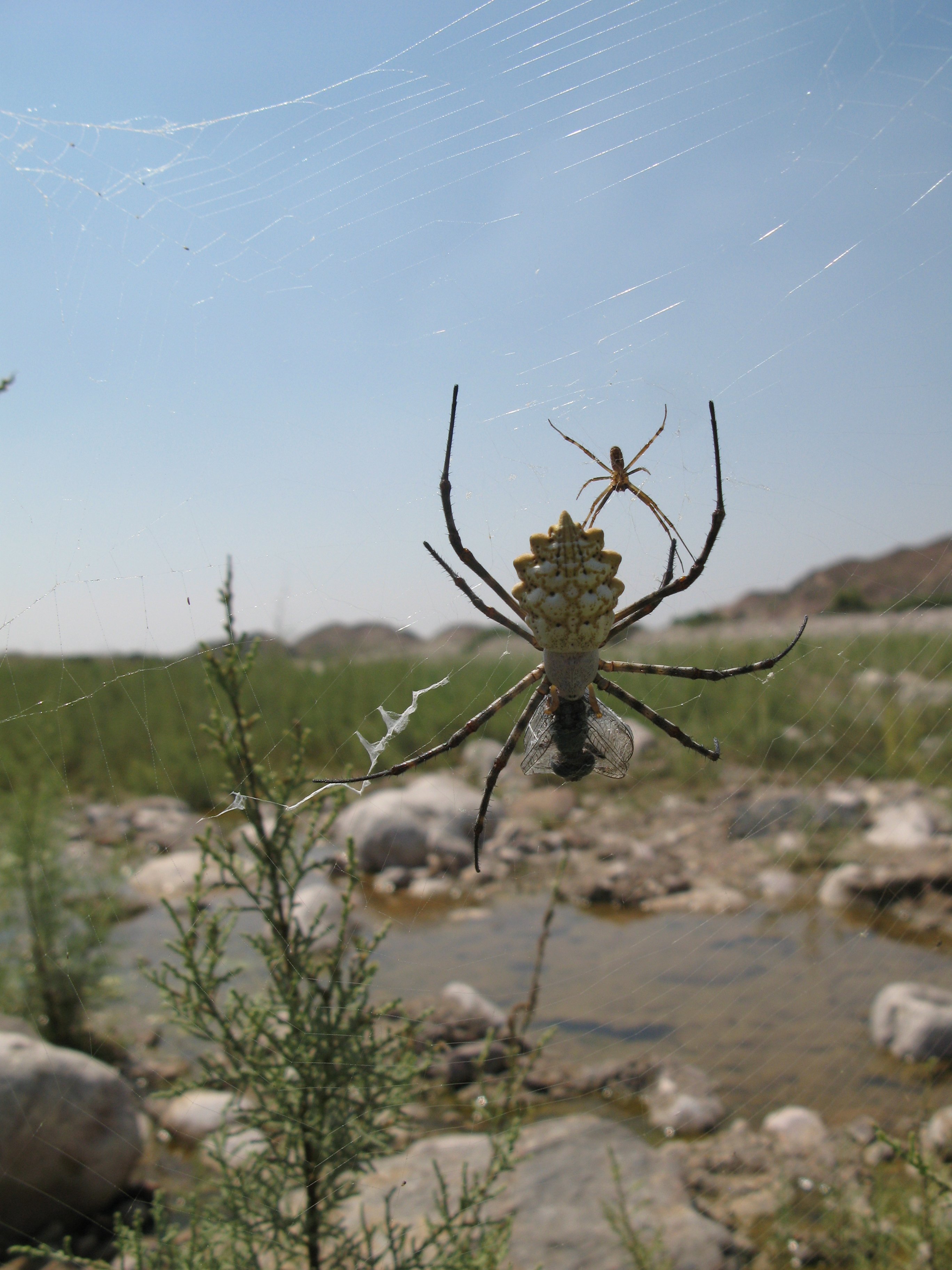 karélyos pók (Rippl-Rónai Múzeum CC BY-NC-ND)