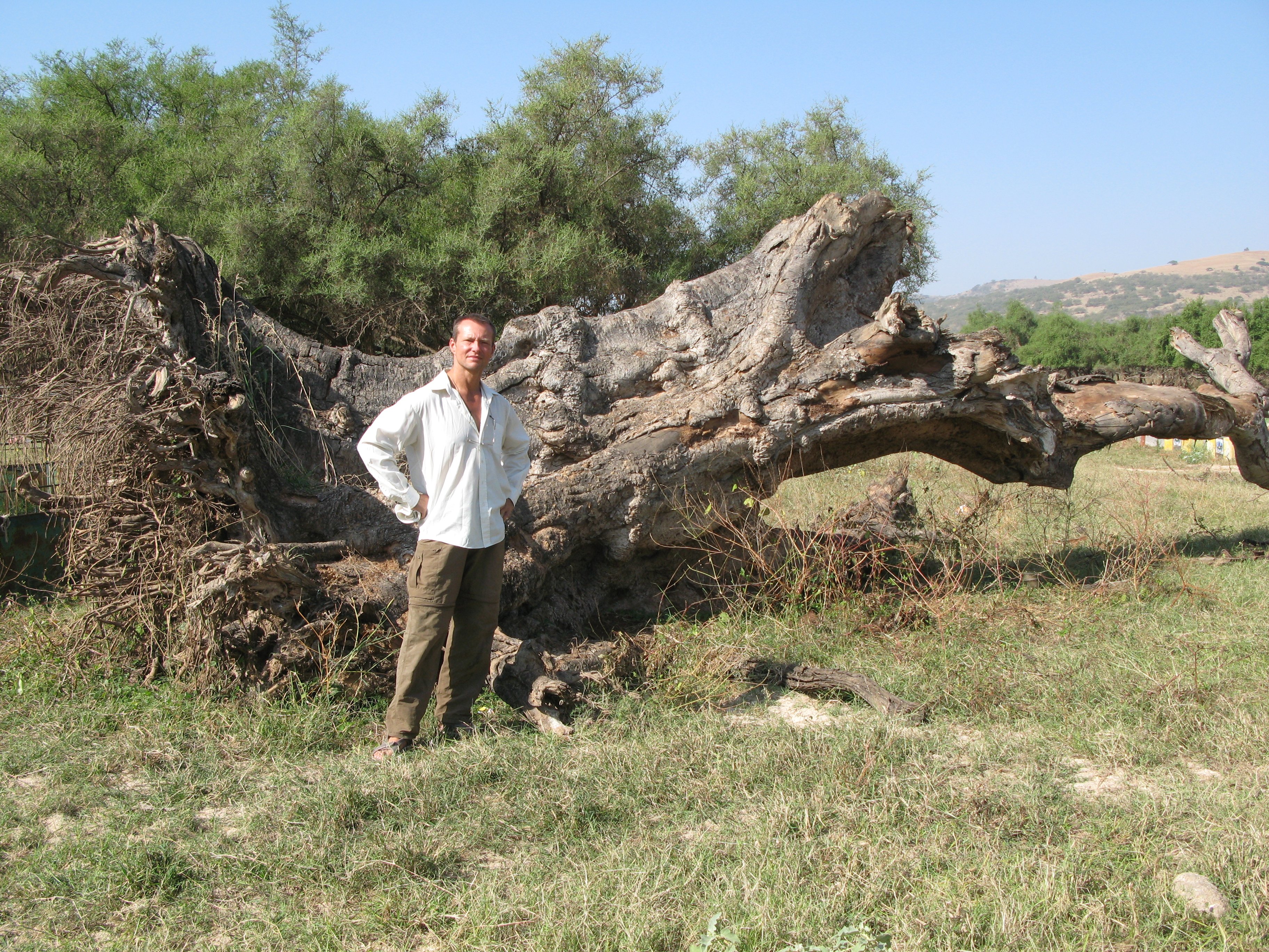 Ilniczky Sándor kidőlt fával (Rippl-Rónai Múzeum CC BY-NC-ND)