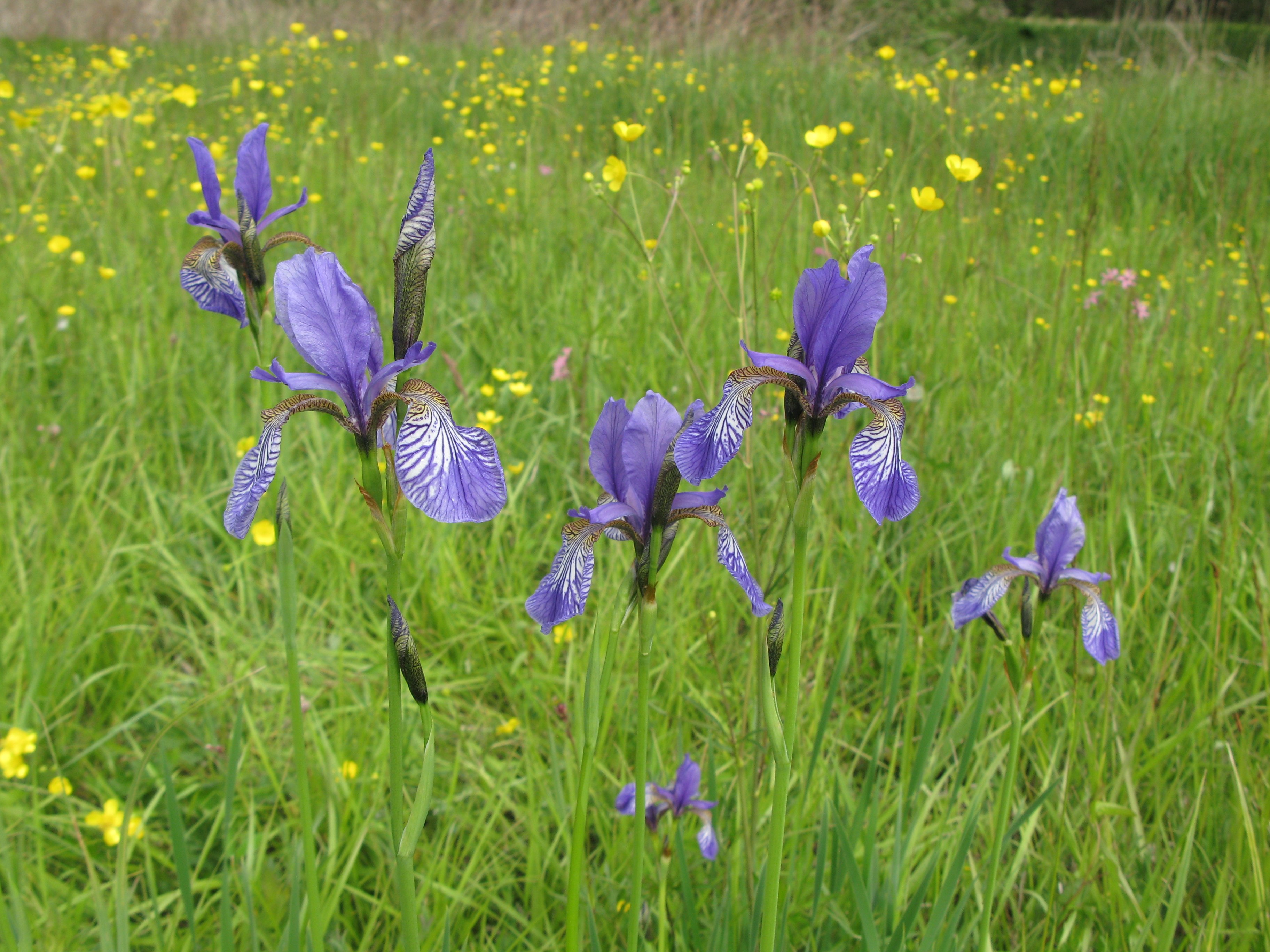 szibériai nőszirom Iris sibirica (Rippl-Rónai Múzeum CC BY-NC-ND)