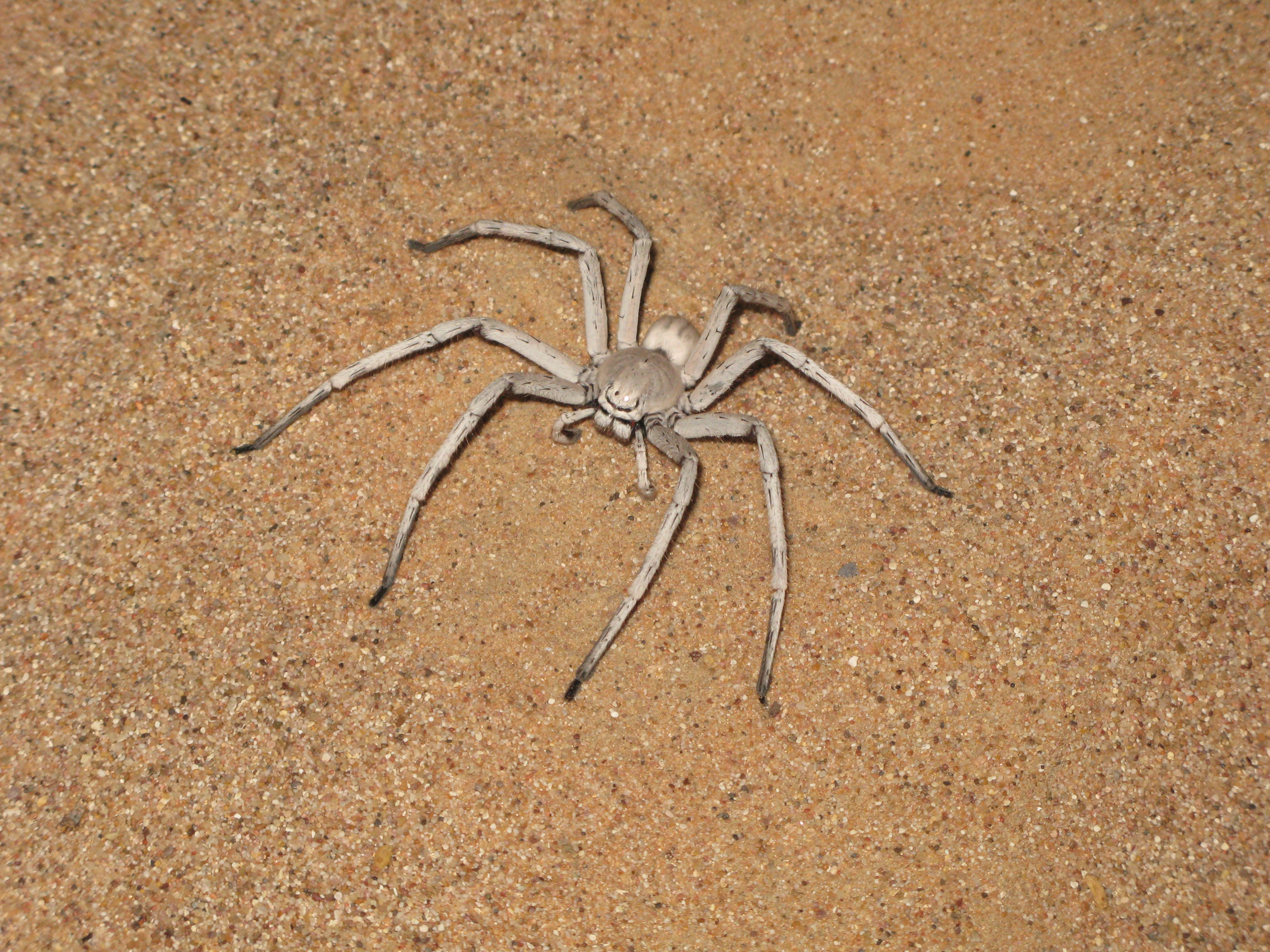 Pók sp. (Rippl-Rónai Múzeum CC BY-NC-ND)
