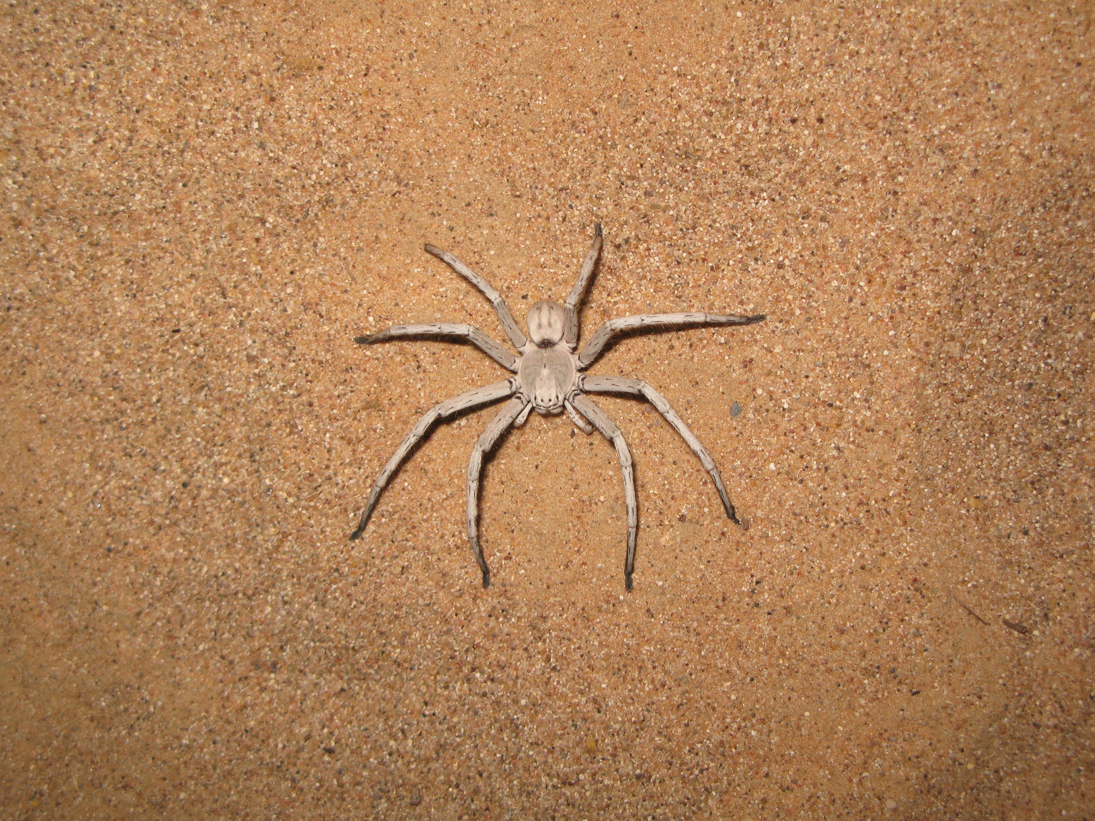 Pók sp. (Rippl-Rónai Múzeum CC BY-NC-ND)
