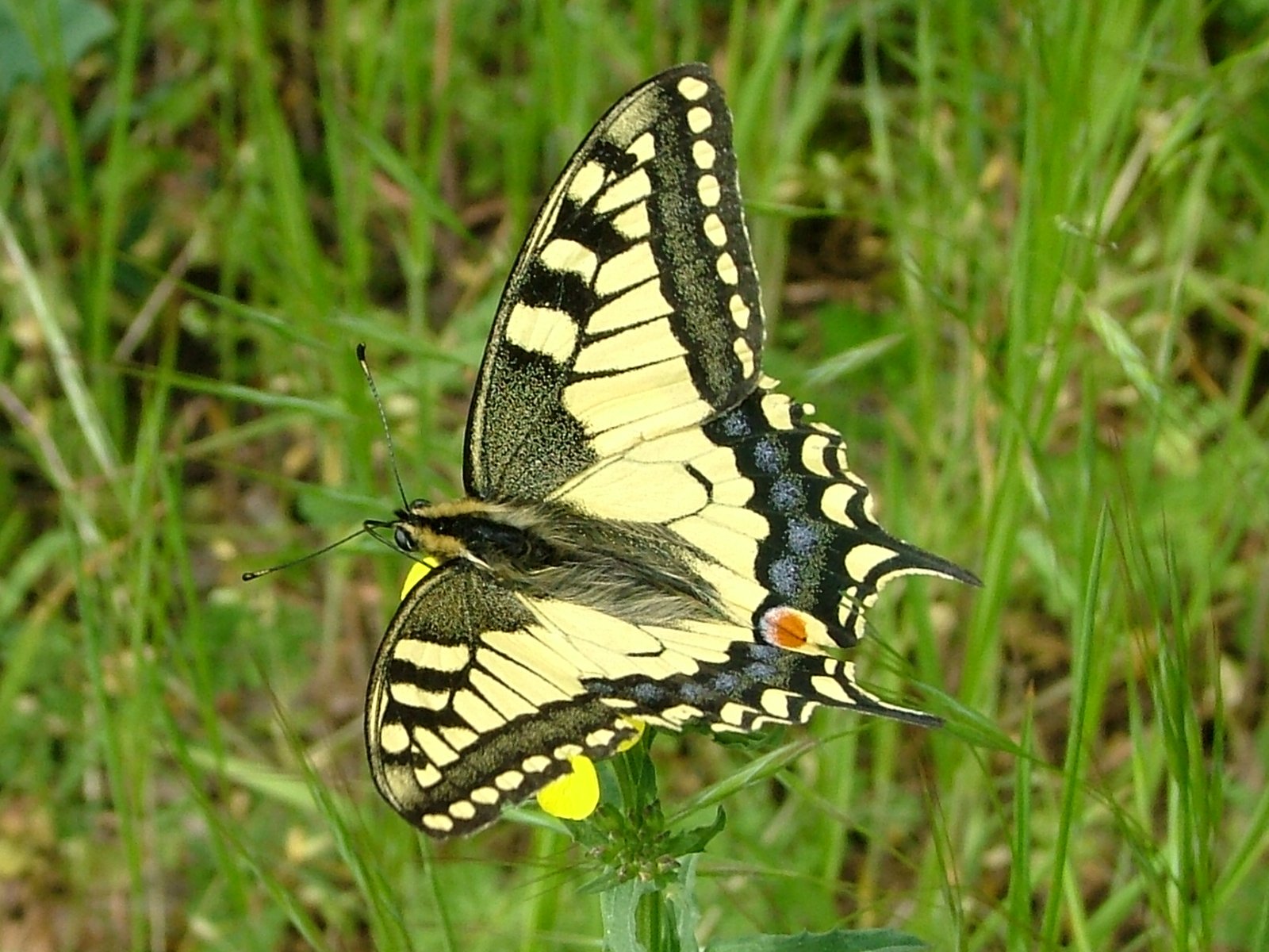 Fecskefarkú lepke - Papilio machaon (Rippl-Rónai Múzeum CC BY-NC-ND)