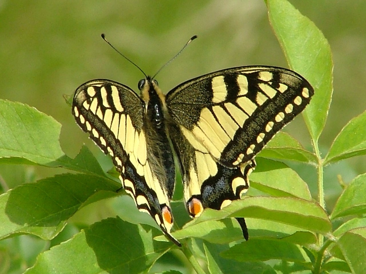 Fecskefarkú lepke - Papilio machaon 2 (Rippl-Rónai Múzeum CC BY-NC-ND)
