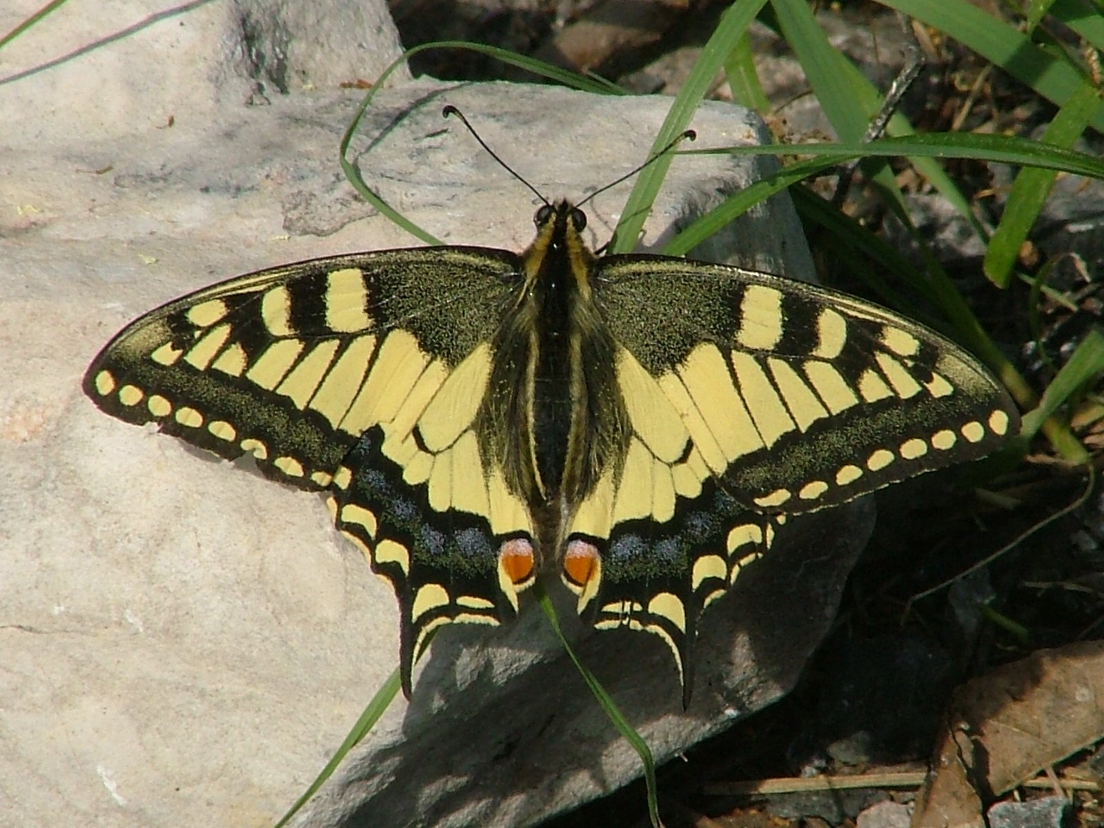 Fecskefarkú lepke - Papilio machaon 3 (Rippl-Rónai Múzeum CC BY-NC-ND)