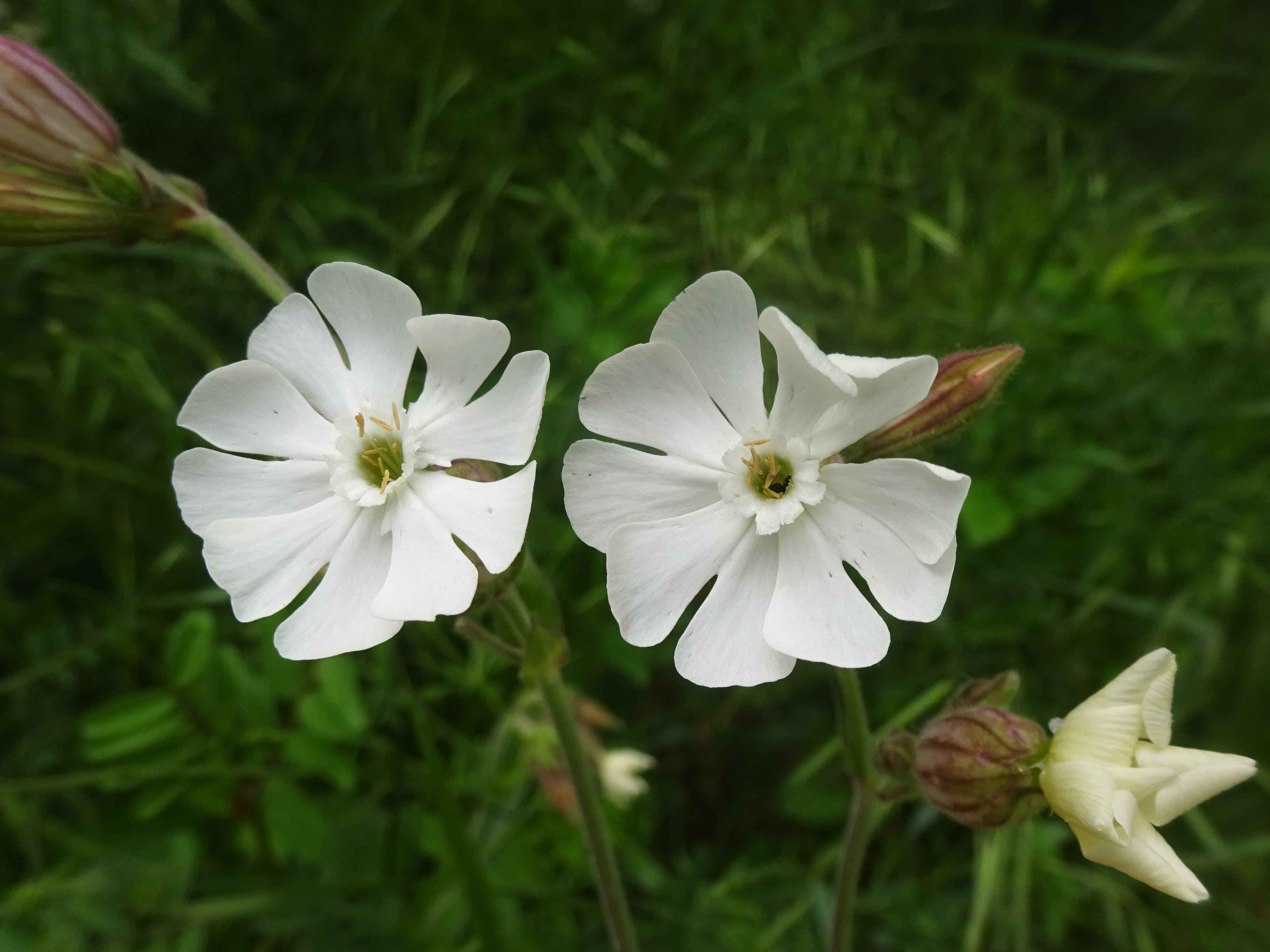 Fehér mécsvirág - Silene alba (Rippl-Rónai Múzeum CC BY-NC-ND)