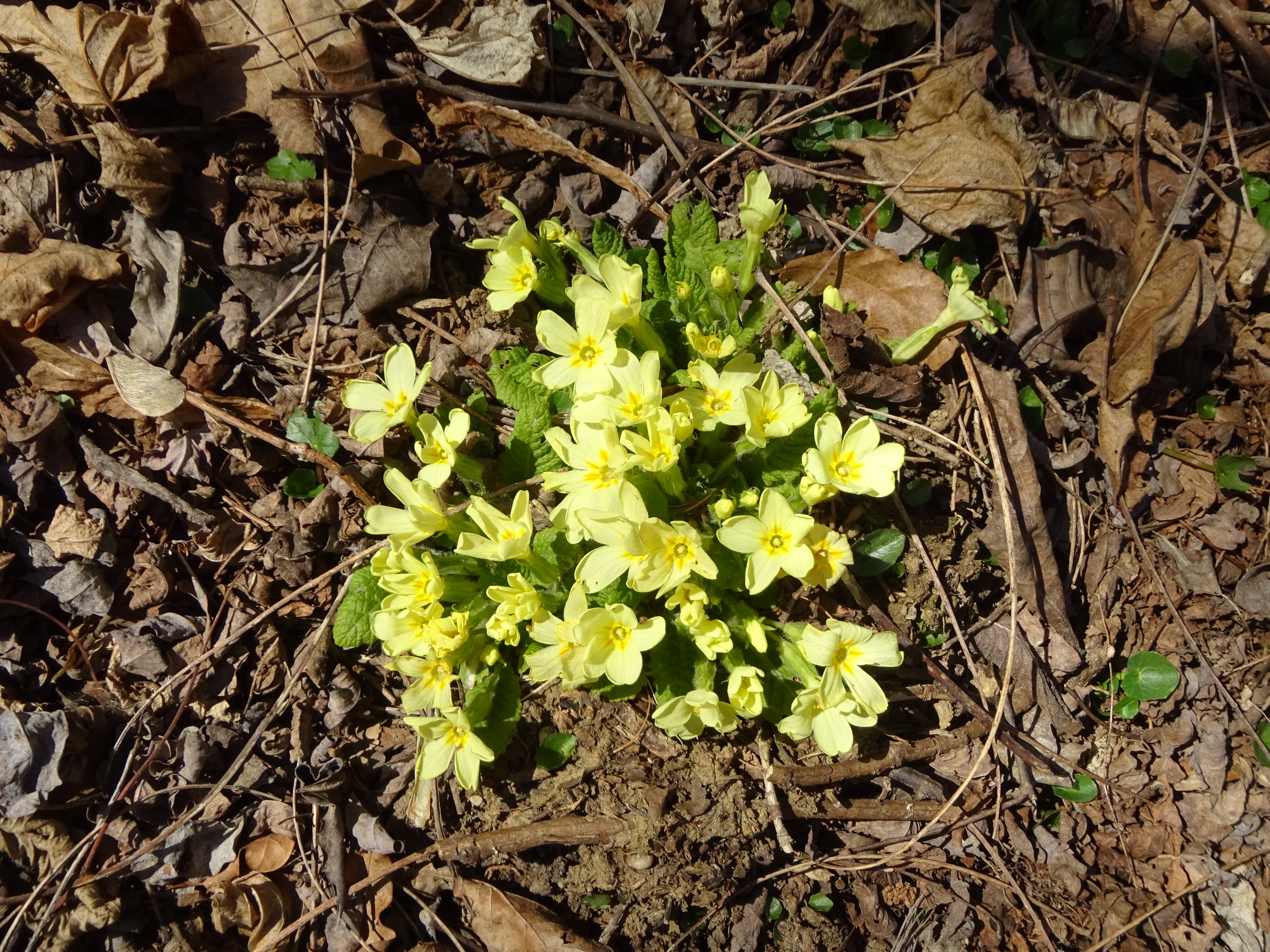 Szártalan kankalin - Primula vulgaris (2) (Rippl-Rónai Múzeum CC BY-NC-ND)