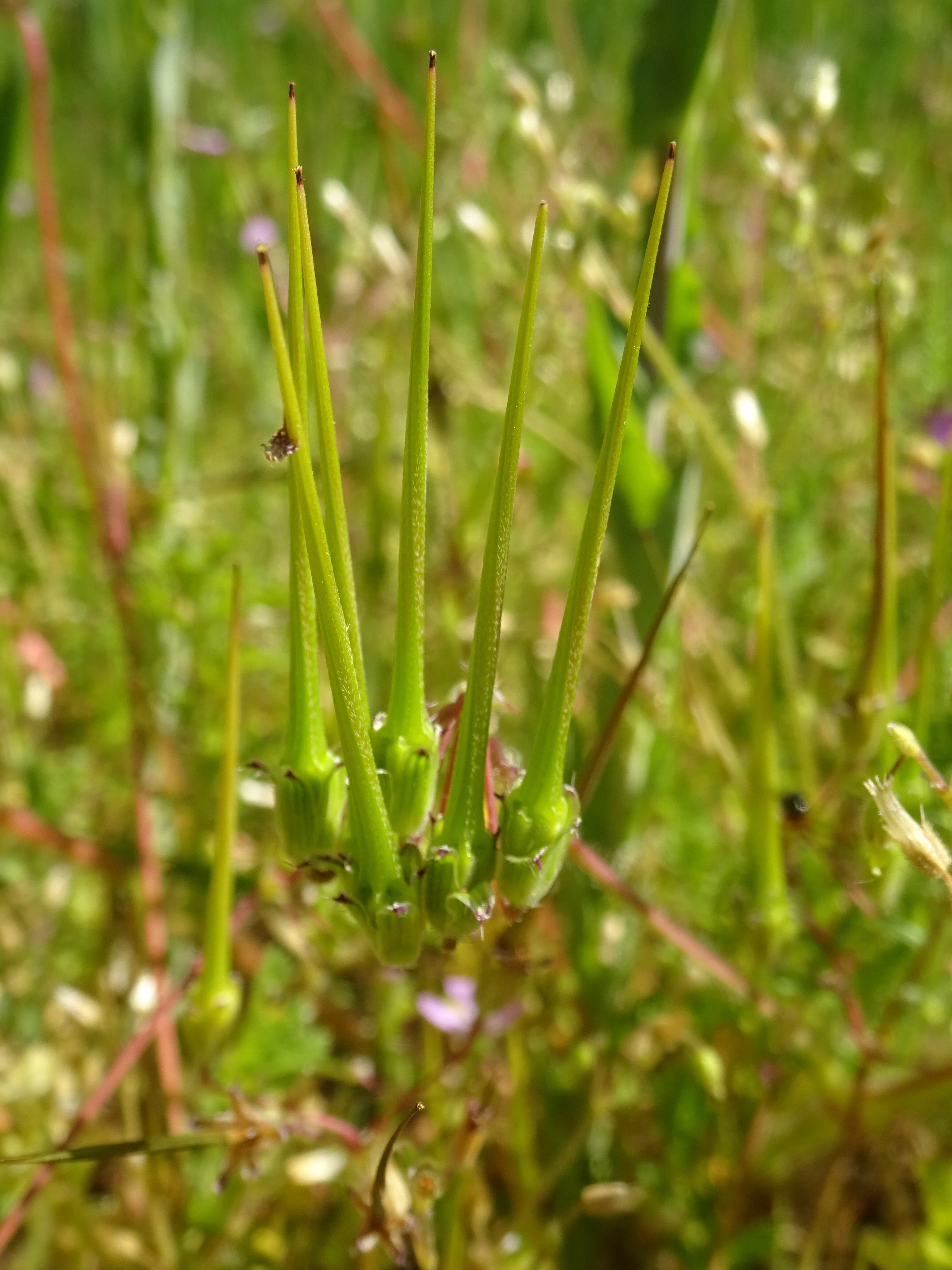 Bürök-gémorr - Erodium cicutarium termése (Rippl-Rónai Múzeum CC BY-NC-ND)