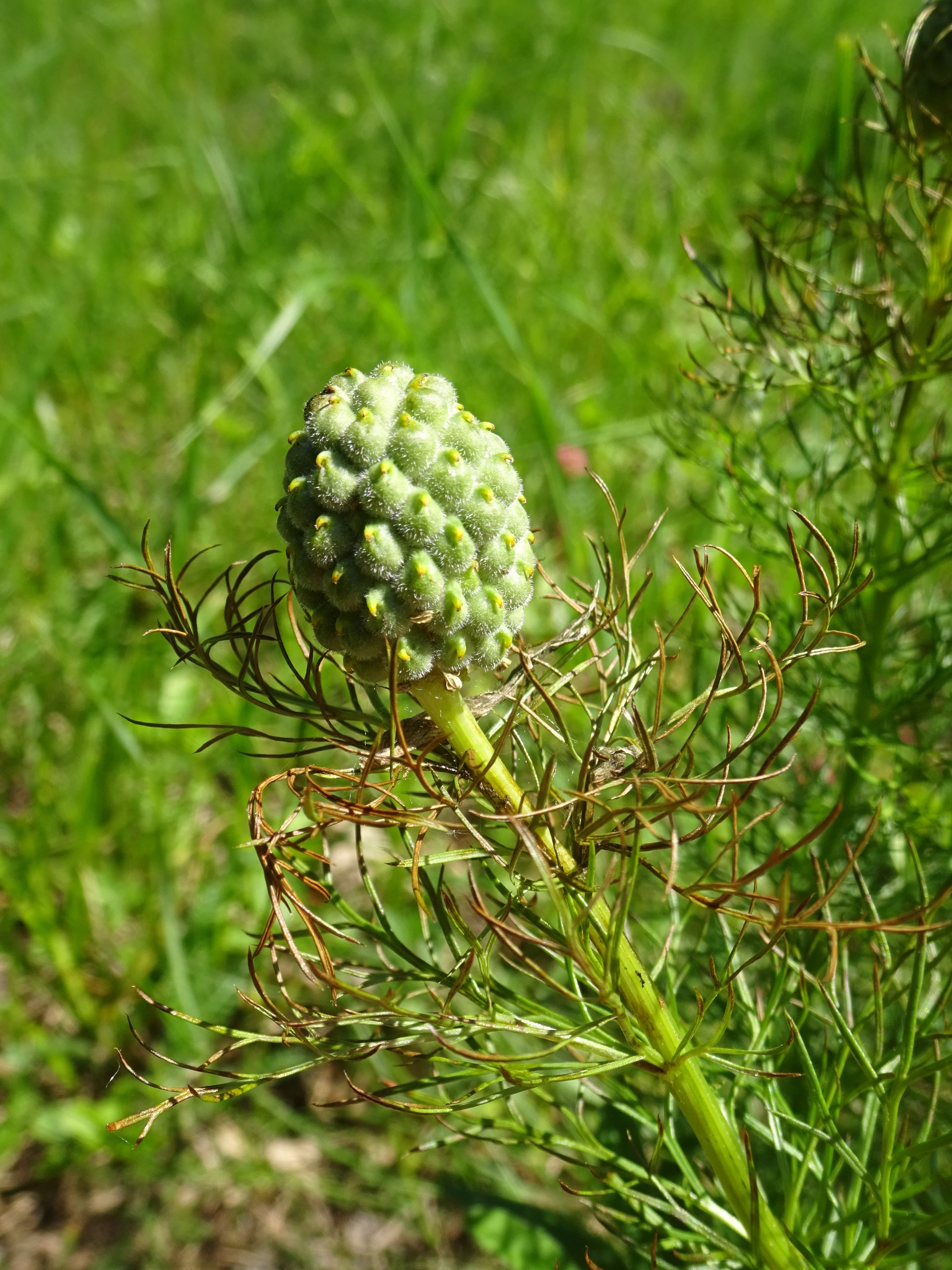 Tavaszi hérics - Adonia vernalis termése (Rippl-Rónai Múzeum CC BY-NC-ND)