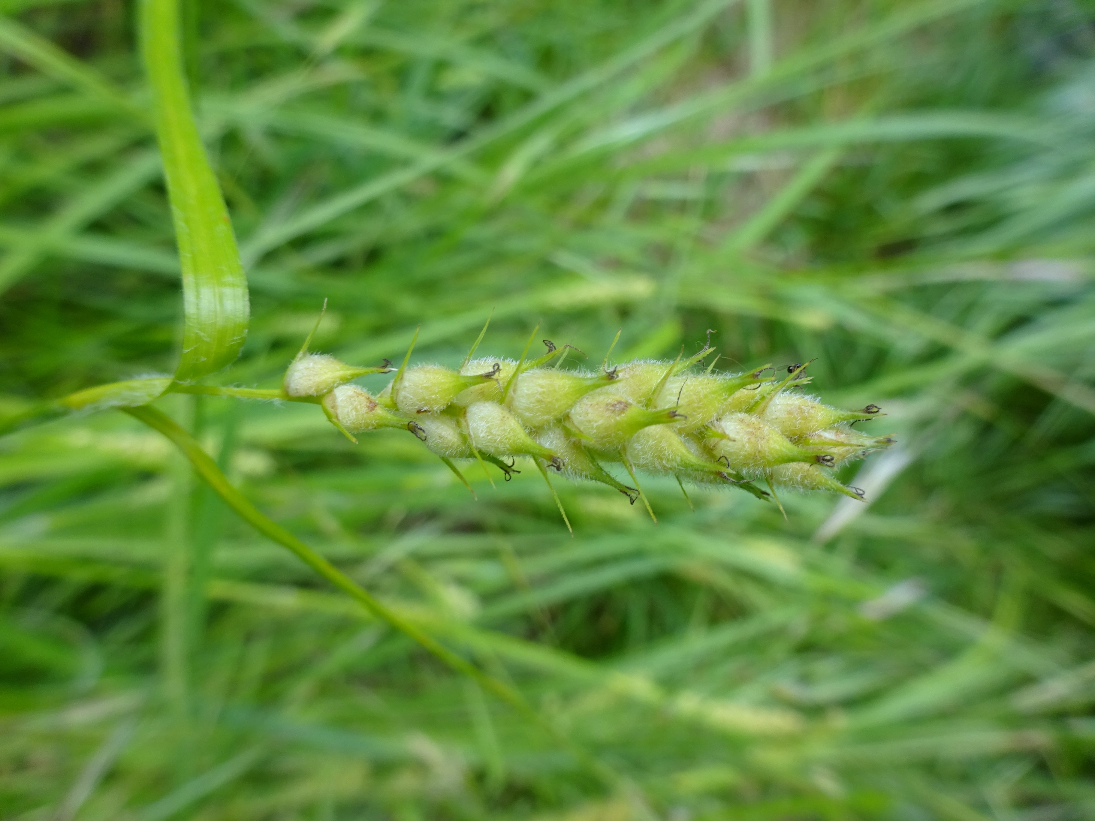 Borzas sás - Carex hirta (Rippl-Rónai Múzeum CC BY-NC-ND)
