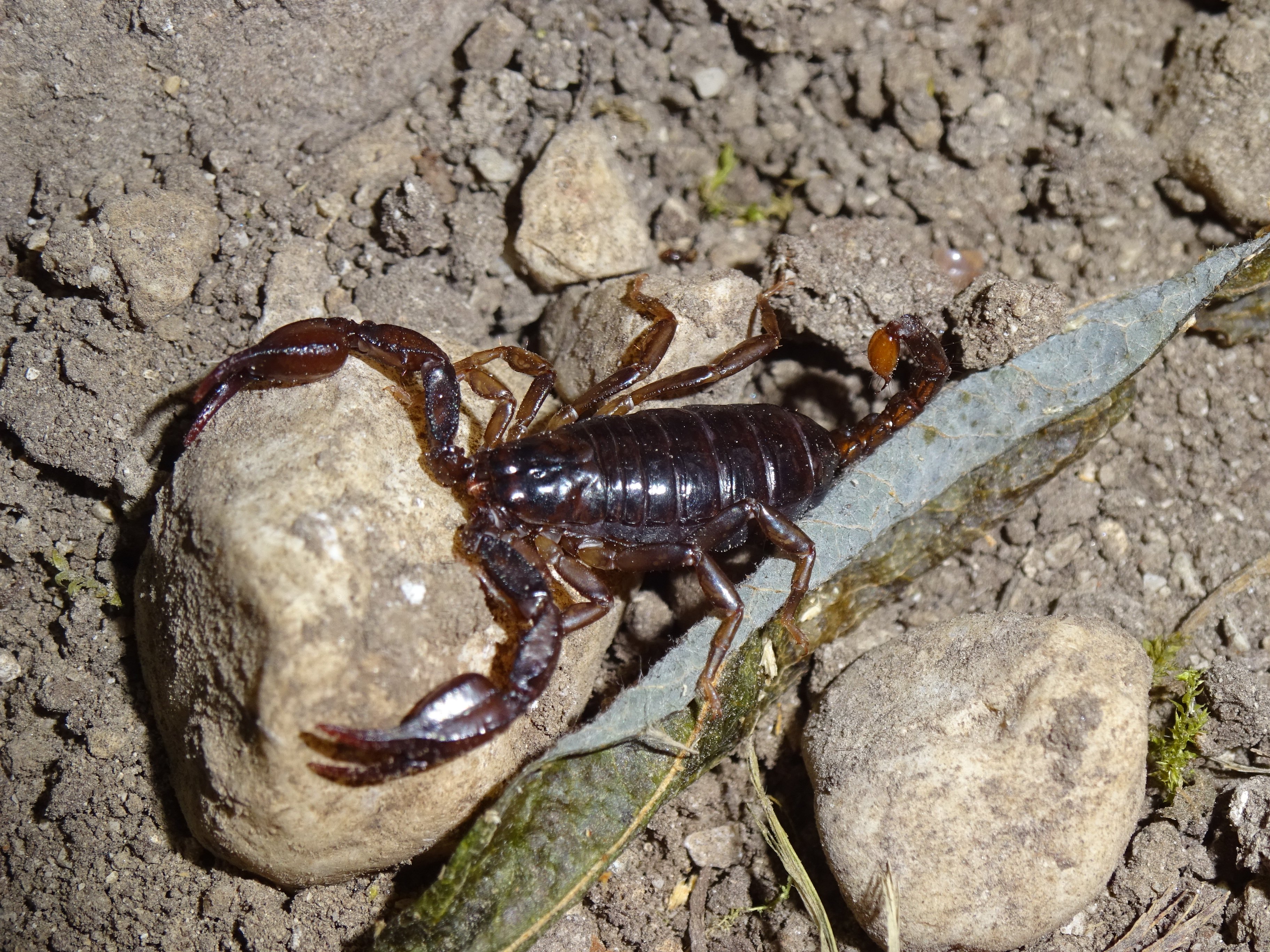 Kárpáti skorpió - Euscorpius tergestinus (Rippl-Rónai Múzeum CC BY-NC-ND)
