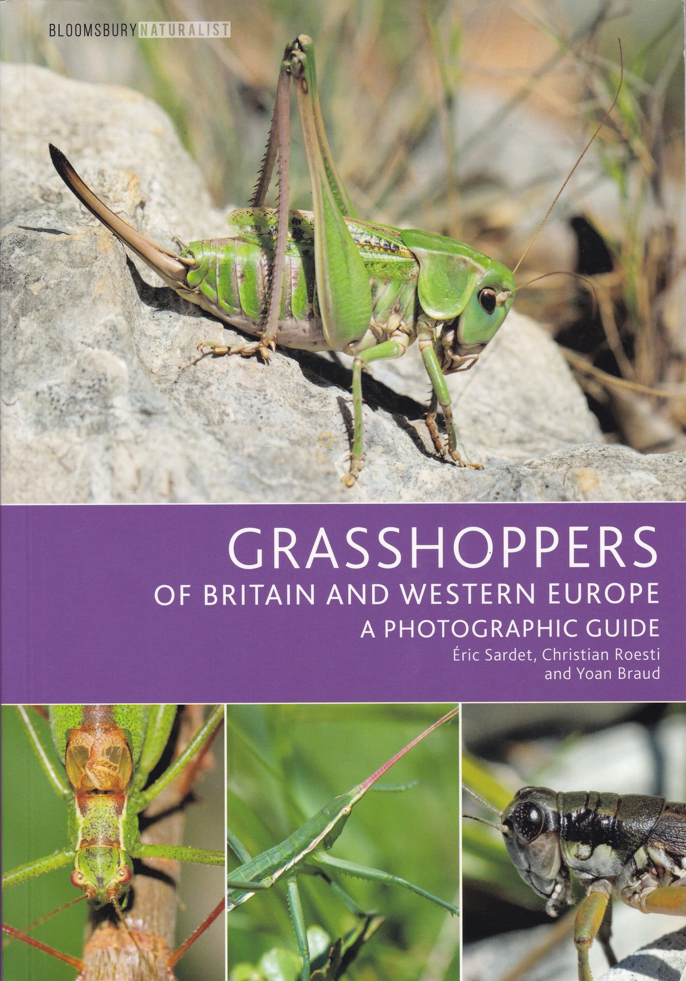 Grasshoppers of Britain and Western Europe. A Photographic Guide (Rippl-Rónai Múzeum CC BY-NC-ND)
