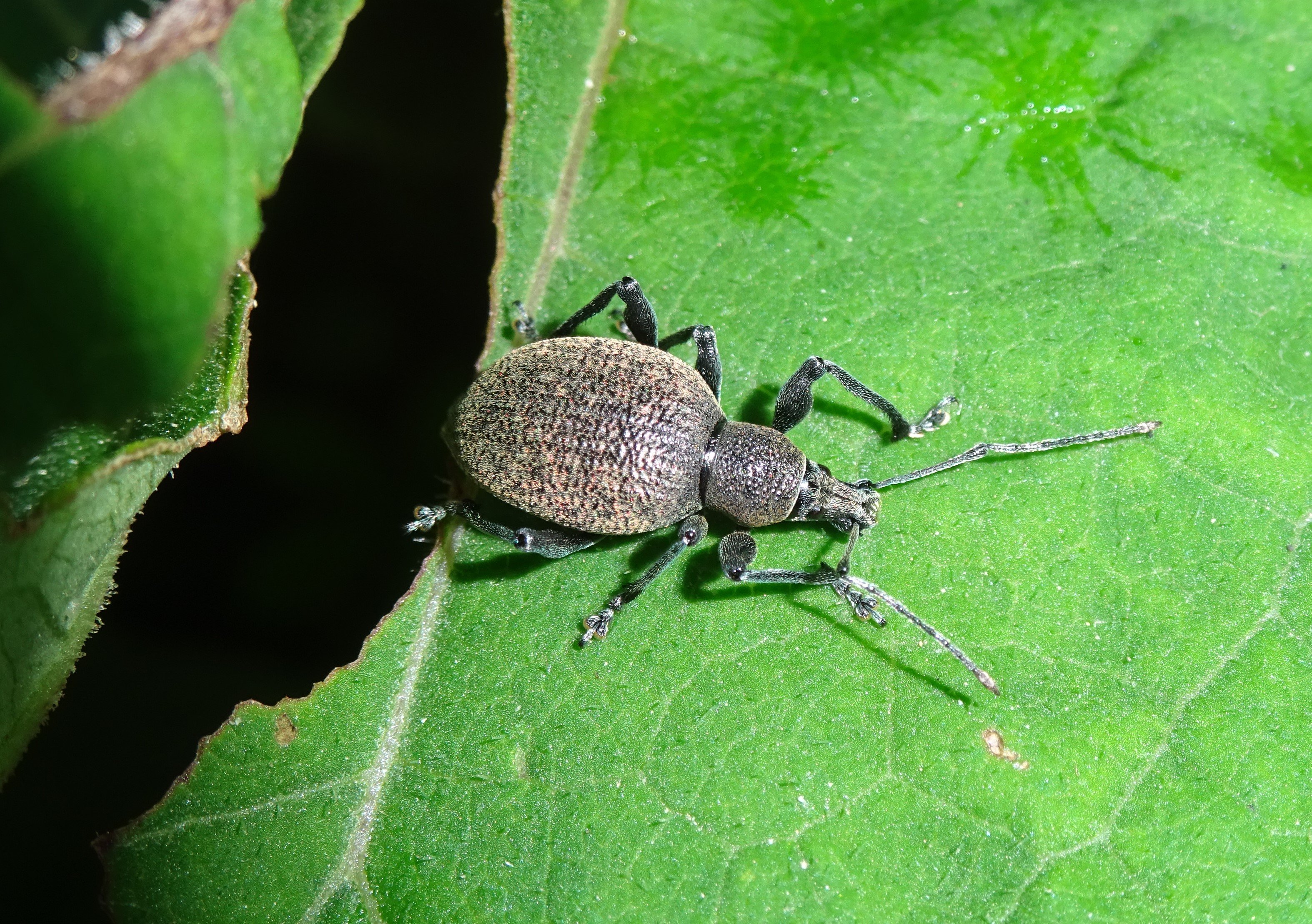Ormányosbogár-faj (Rippl-Rónai Múzeum CC BY-NC-ND)
