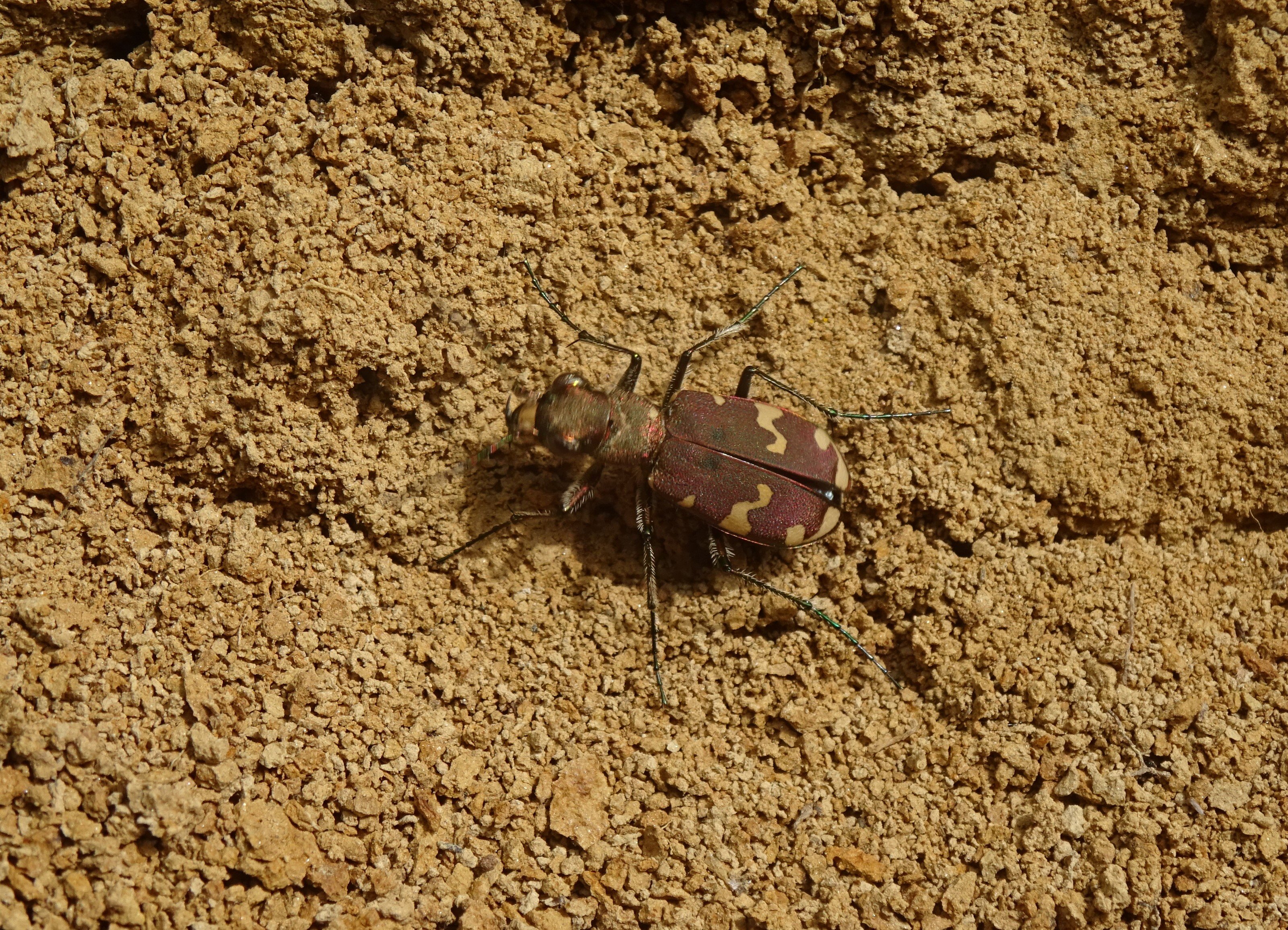 Erdei homokfutrinka - Cicindela sylvicola (Rippl-Rónai Múzeum CC BY-NC-ND)