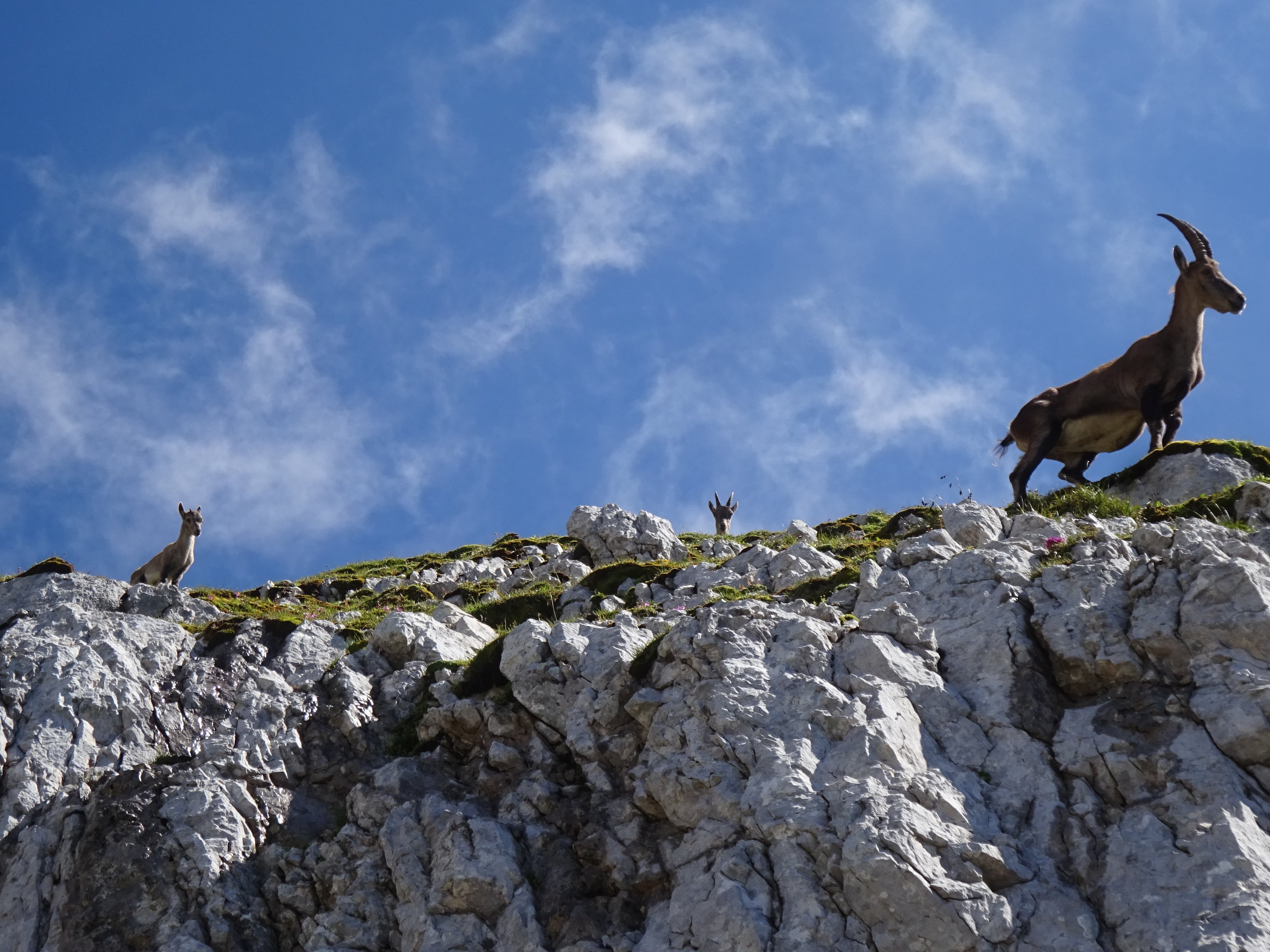 Kőszáli kecske (Capra ibex) (Rippl-Rónai Múzeum CC BY-NC-ND)