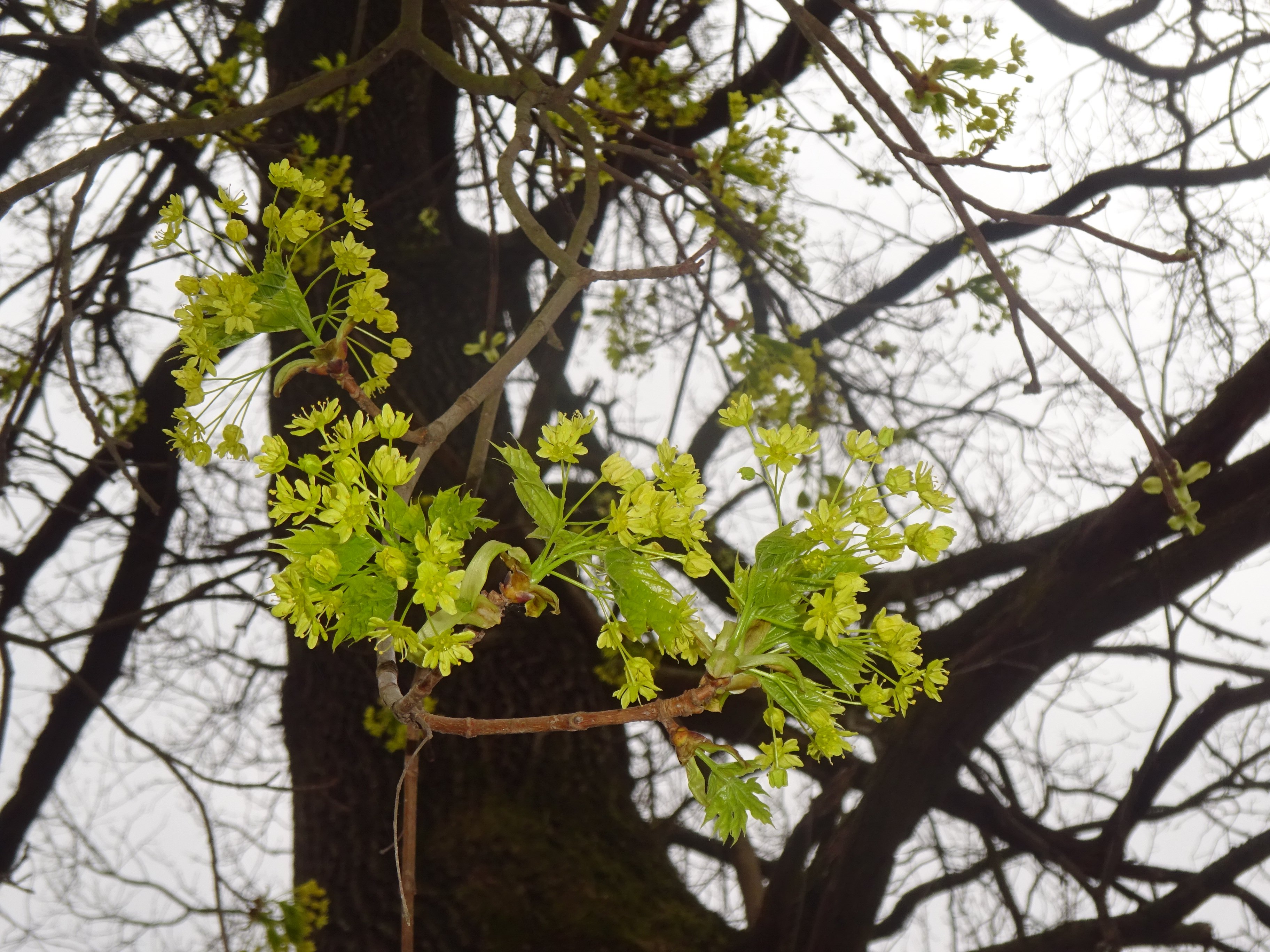 Korai juhar - Acer platanoides (Rippl-Rónai Múzeum CC BY-NC-ND)