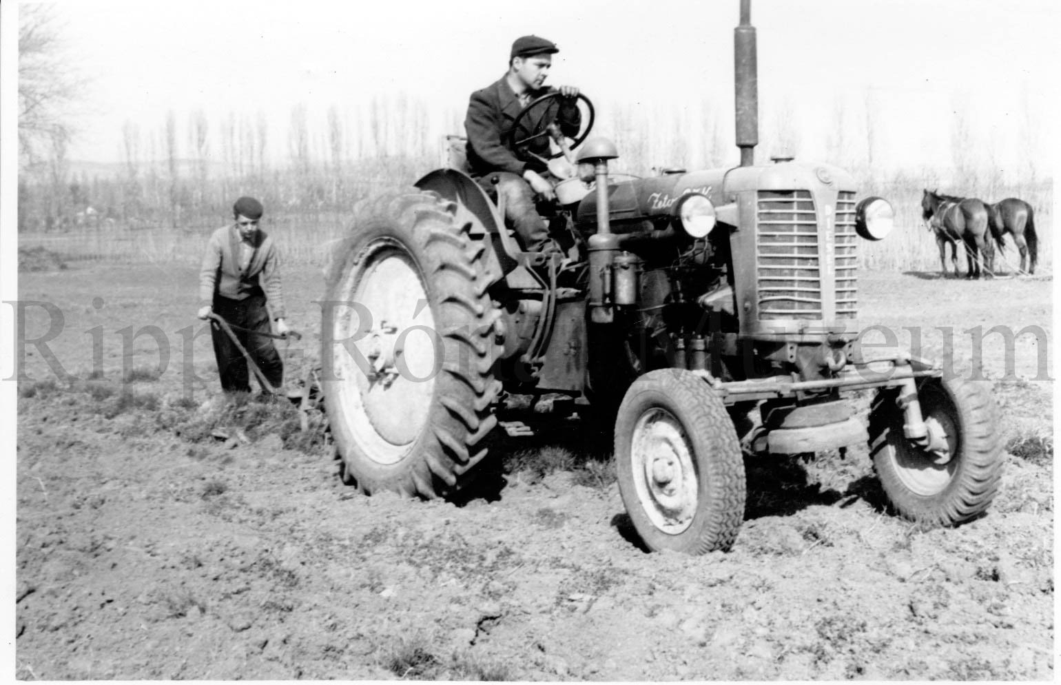 A szántódi Állami Csemetekert traktorosa, Zúggó János a feketefenyő-palántákat emeli ki (Rippl-Rónai Múzeum CC BY-NC-SA)